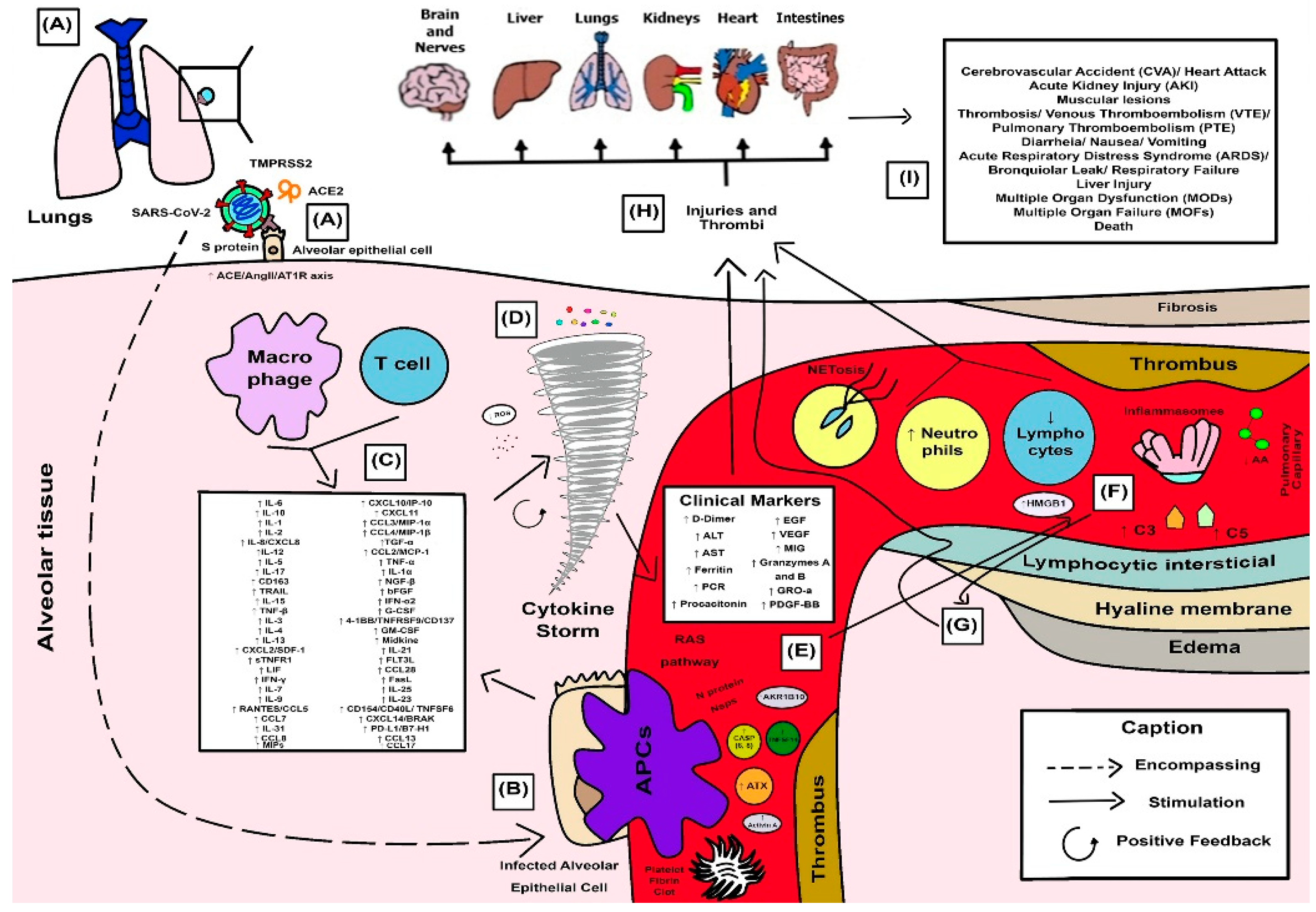 Viruses 15 00553 g004 Viruses 15 00553 g004
