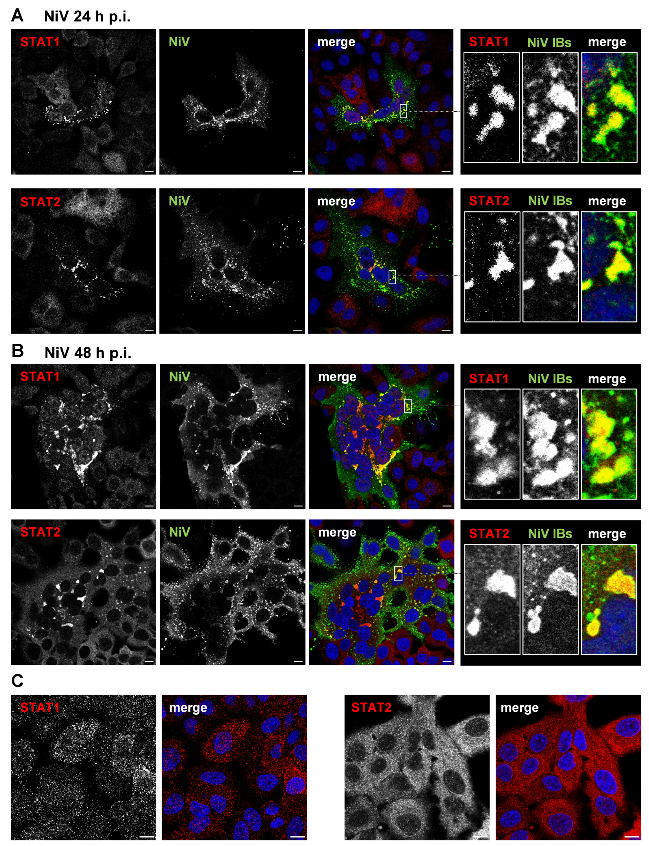 Viruses 15 00554 g001