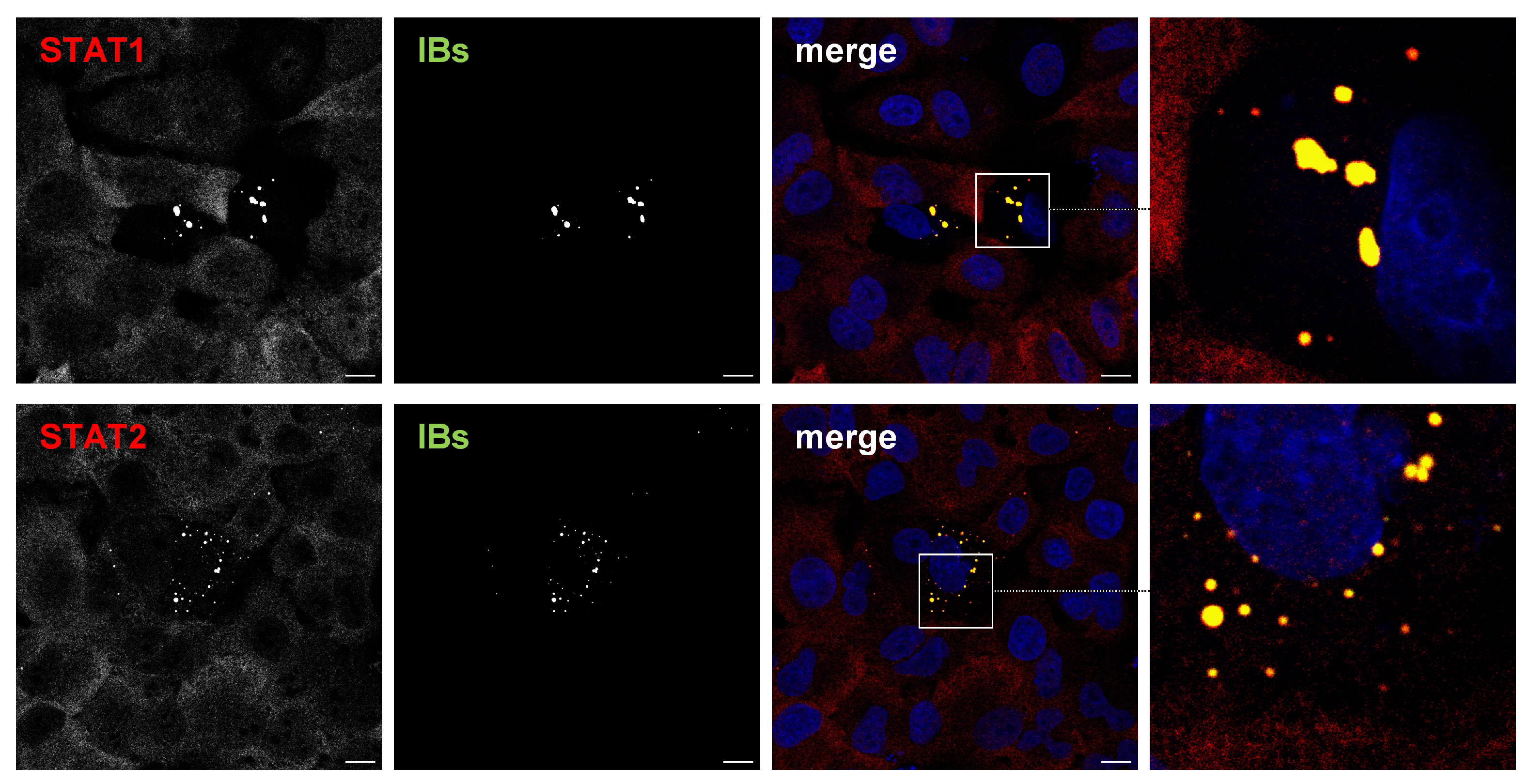 Viruses 15 00554 g002