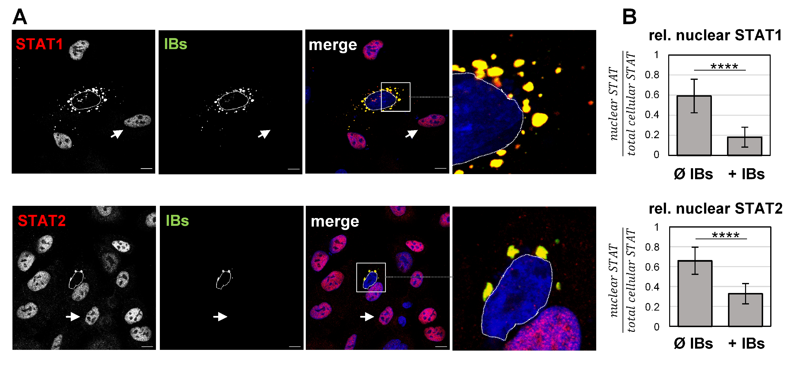 Viruses 15 00554 g003