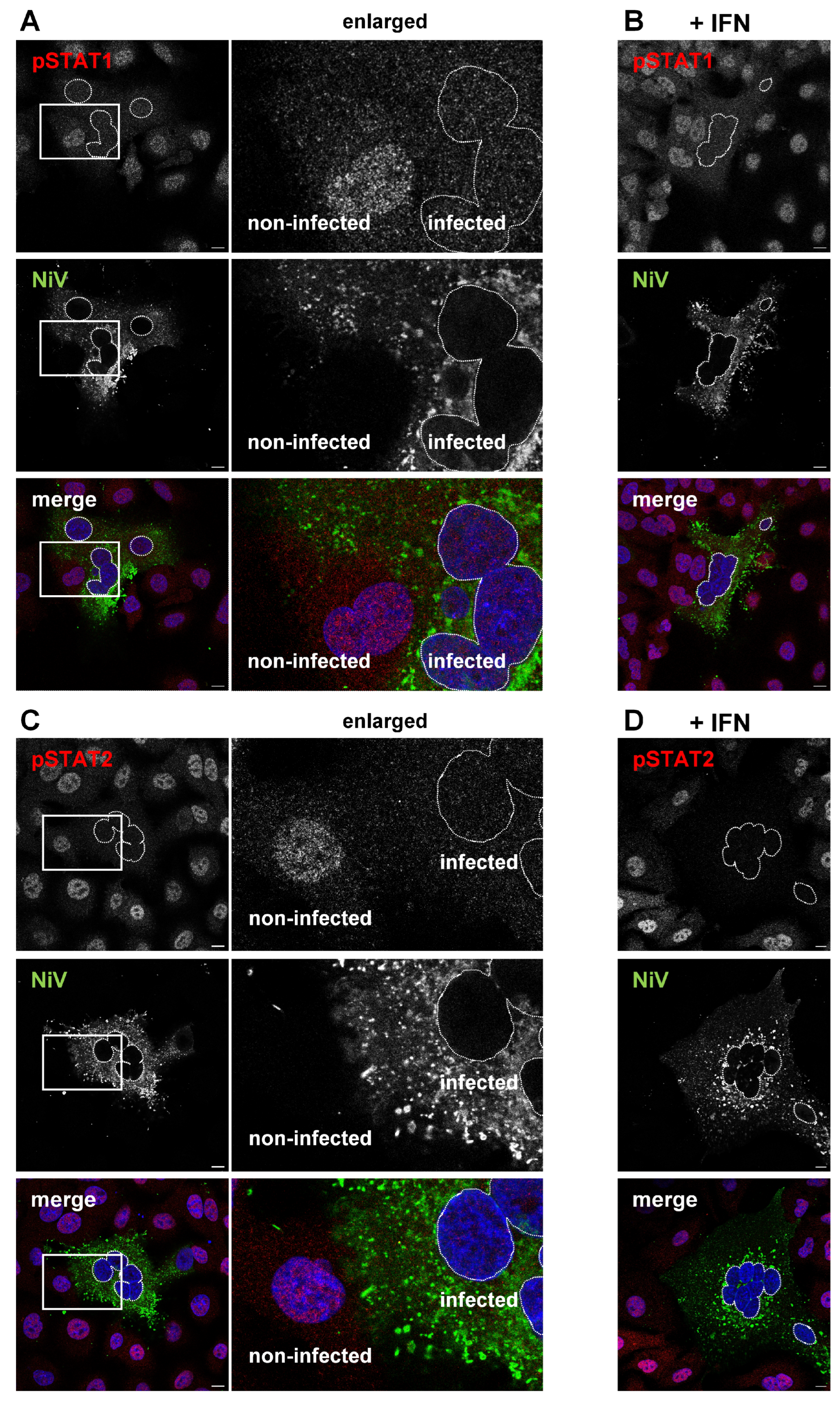 Viruses 15 00554 g006
