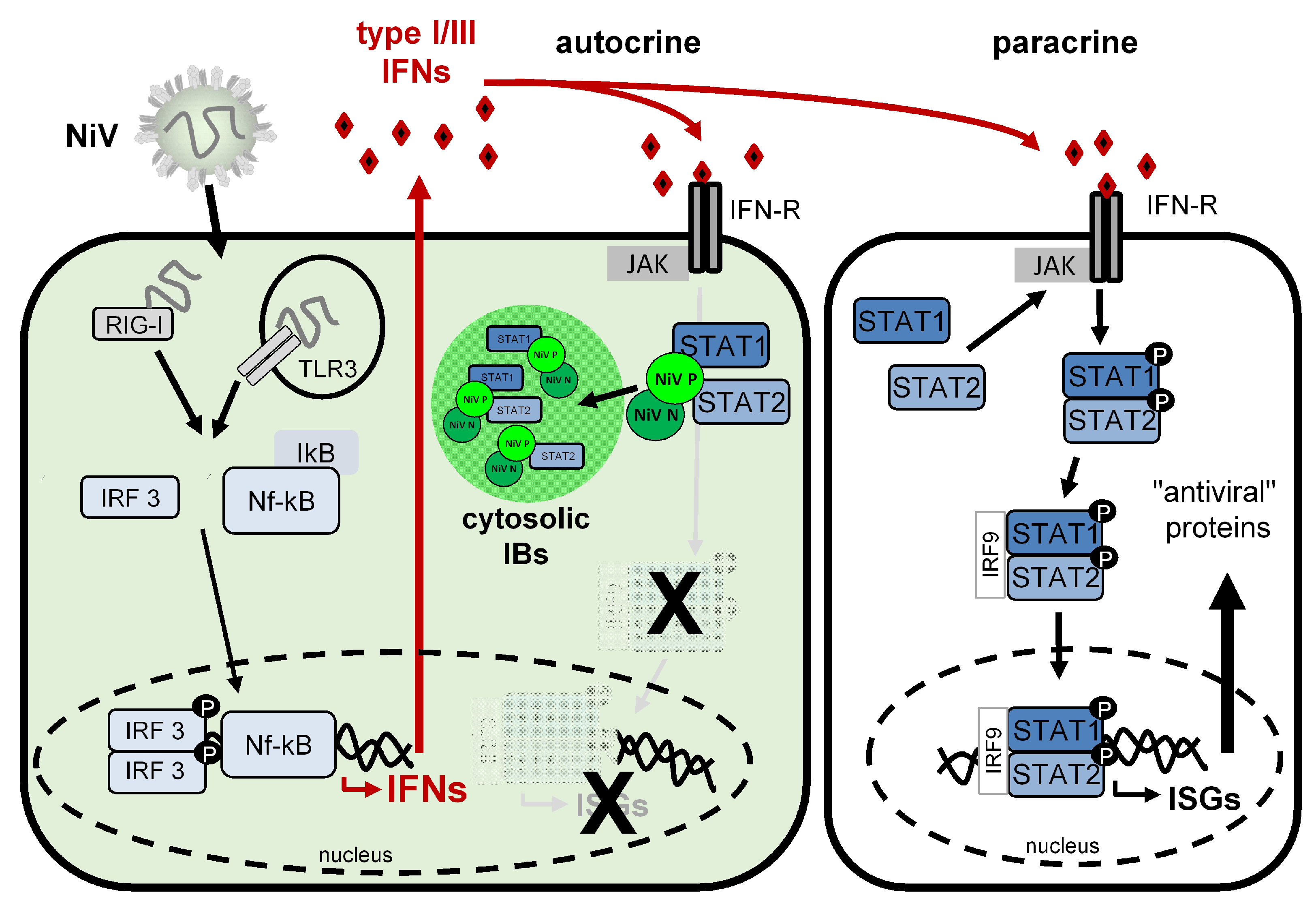 Viruses 15 00554 g007