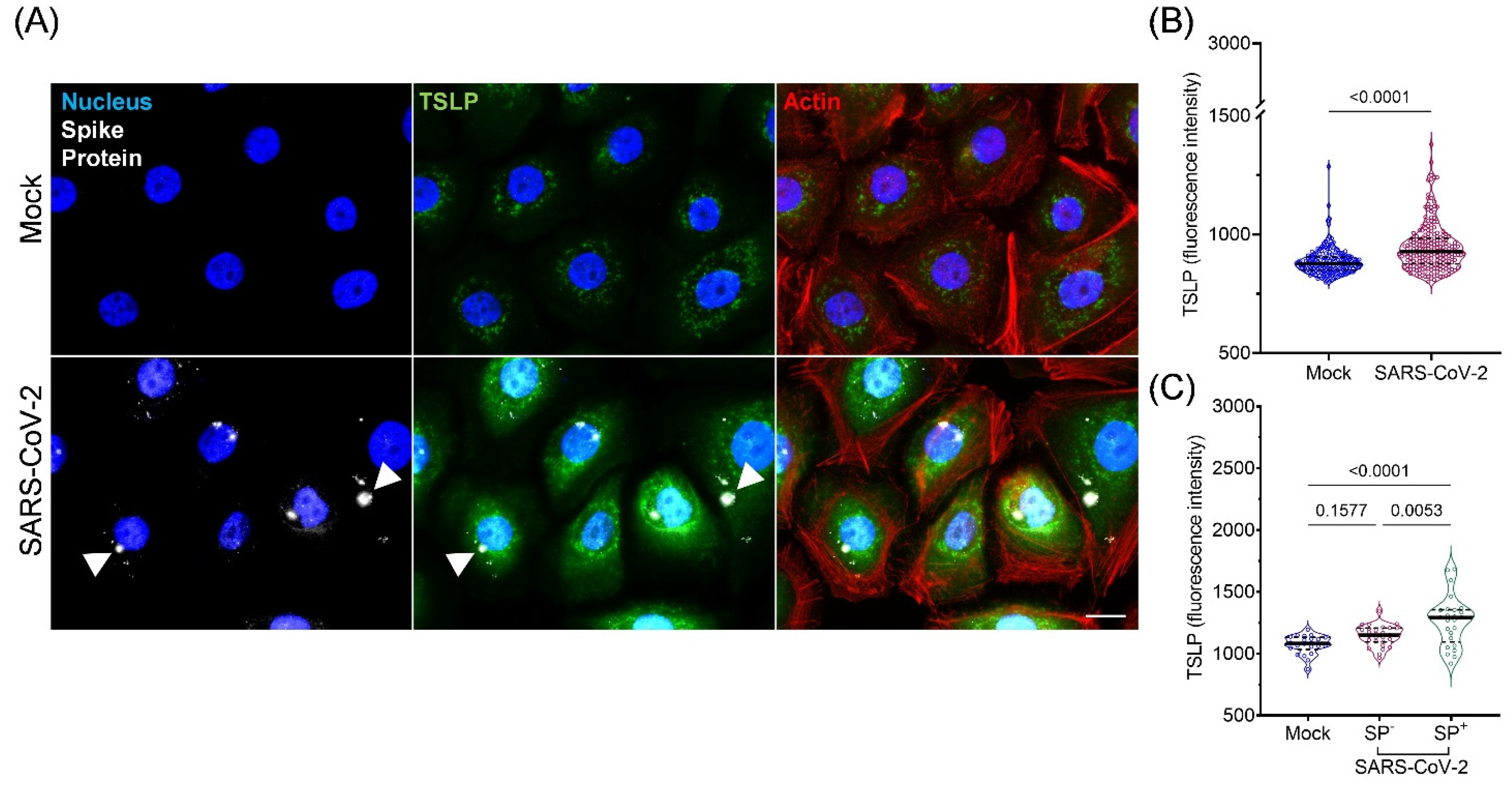 Viruses 15 00556 g004 Viruses 15 00556 g004