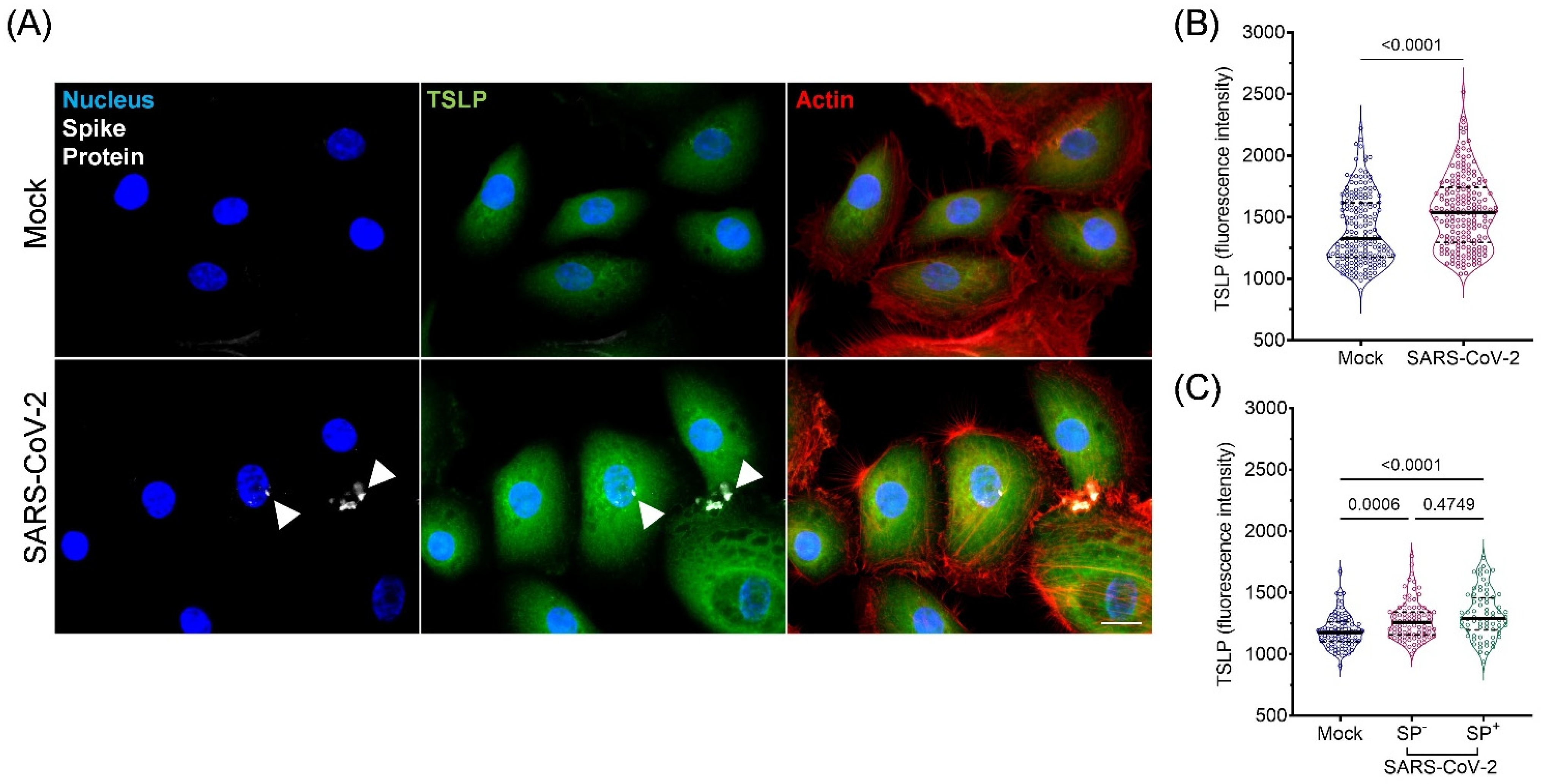 Viruses 15 00556 g005 Viruses 15 00556 g005