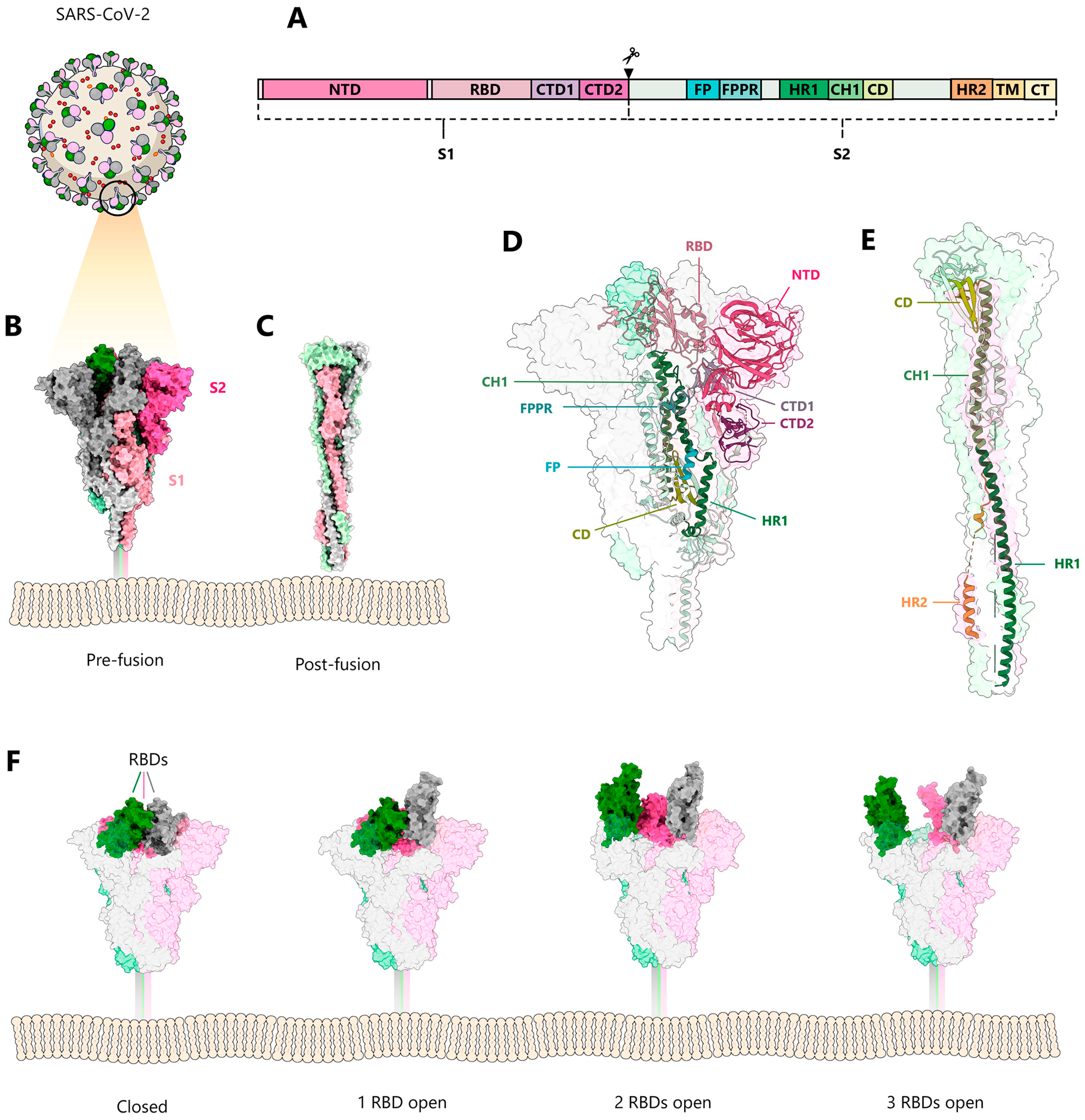 Viruses 15 00558 g001