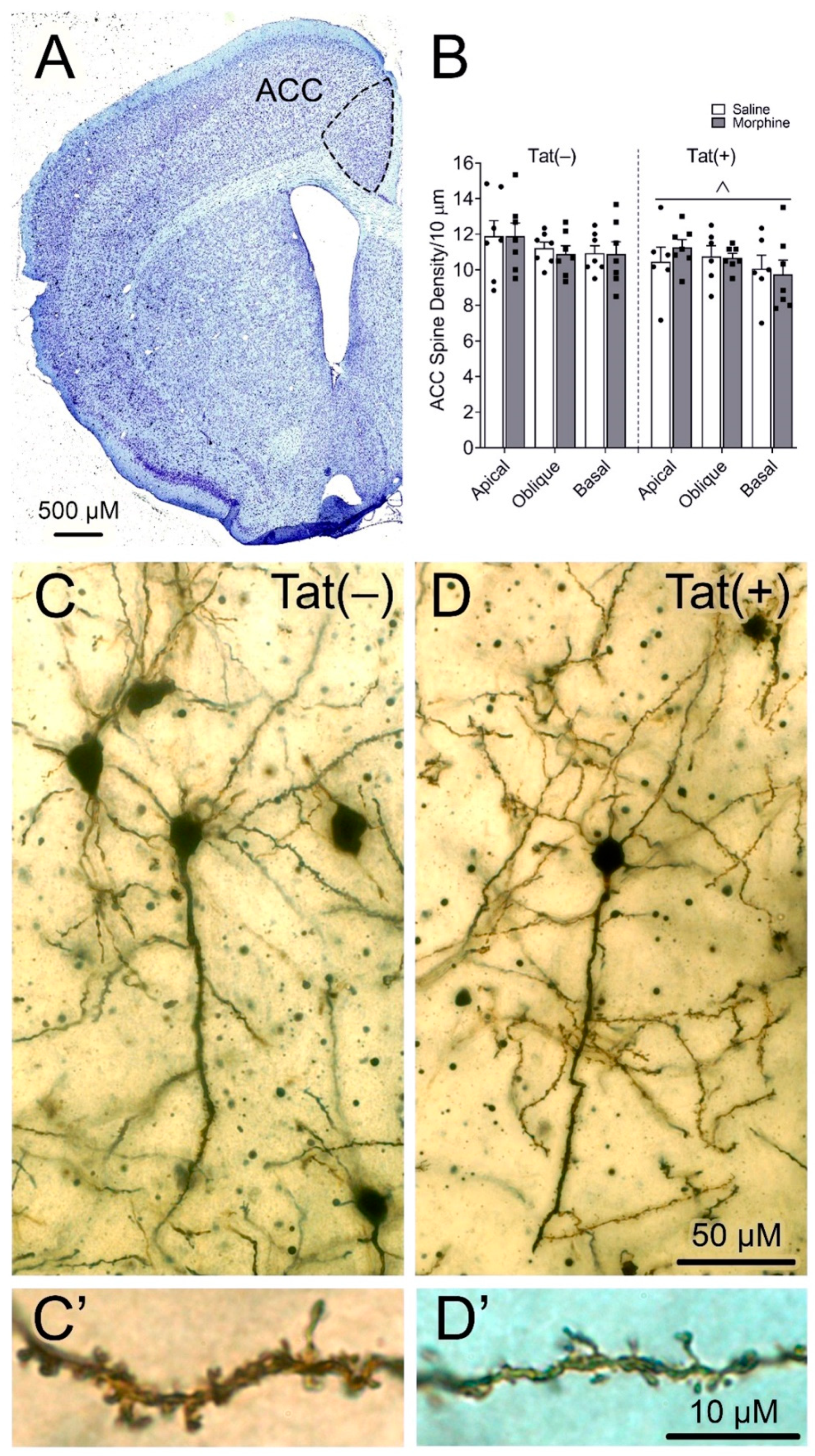 Viruses 15 00590 g007