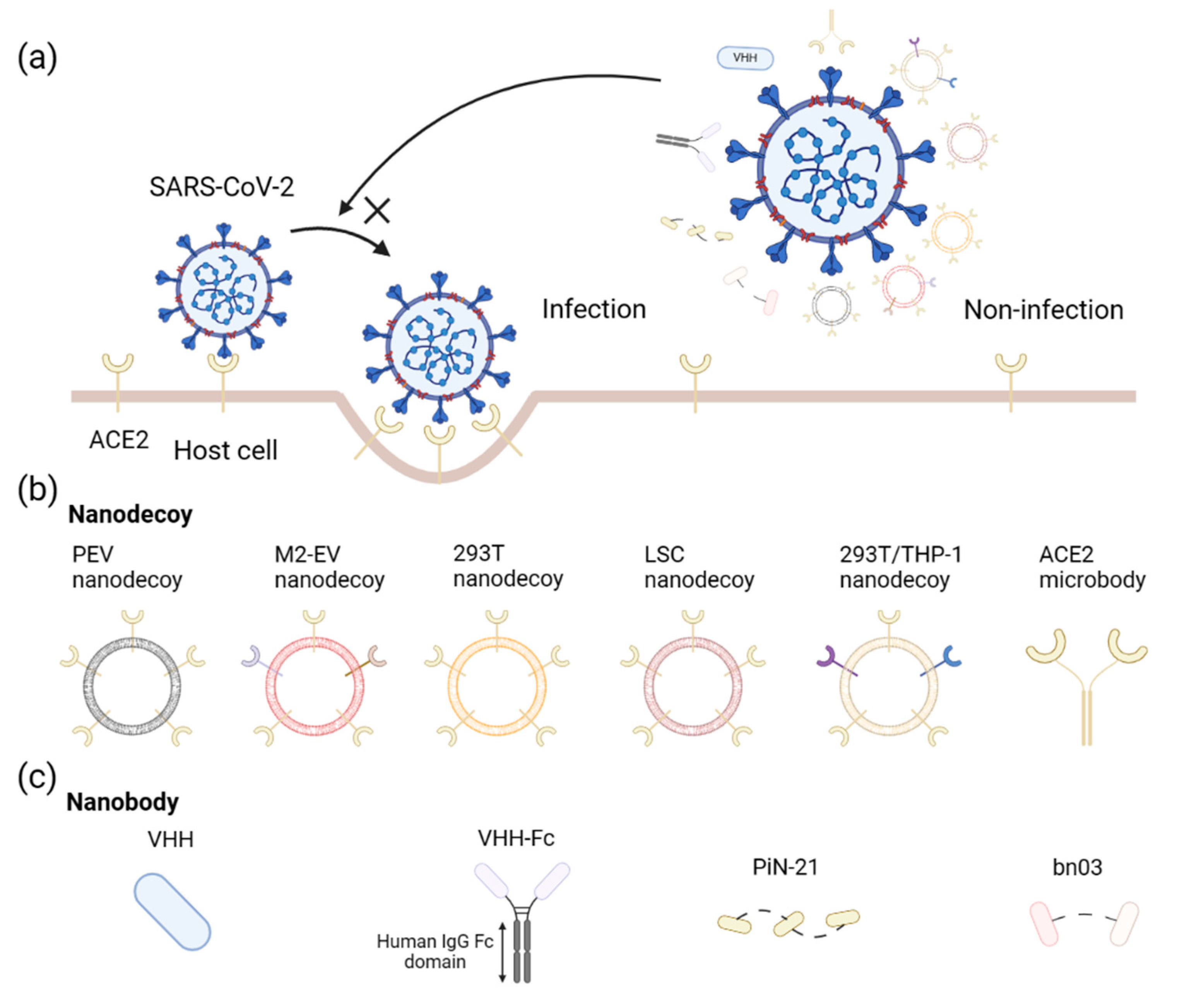 Viruses 15 00596 g001