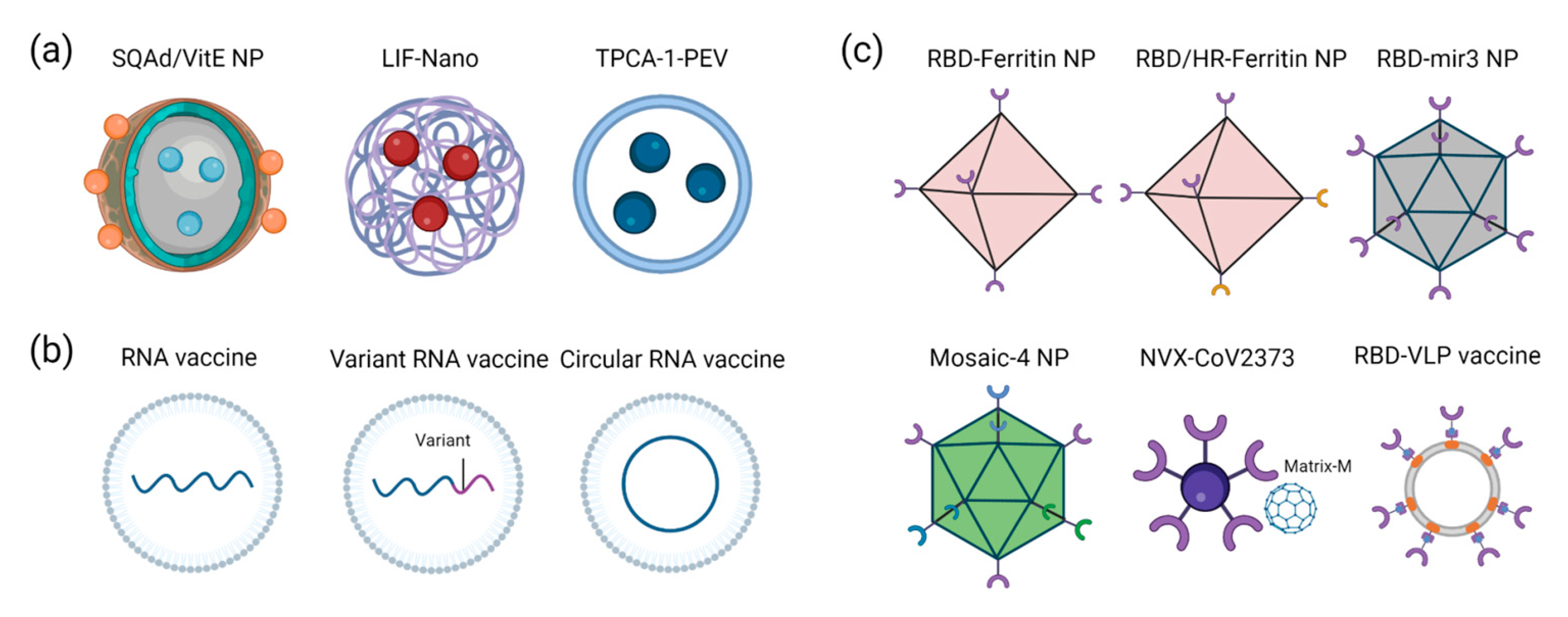 Viruses 15 00596 g002