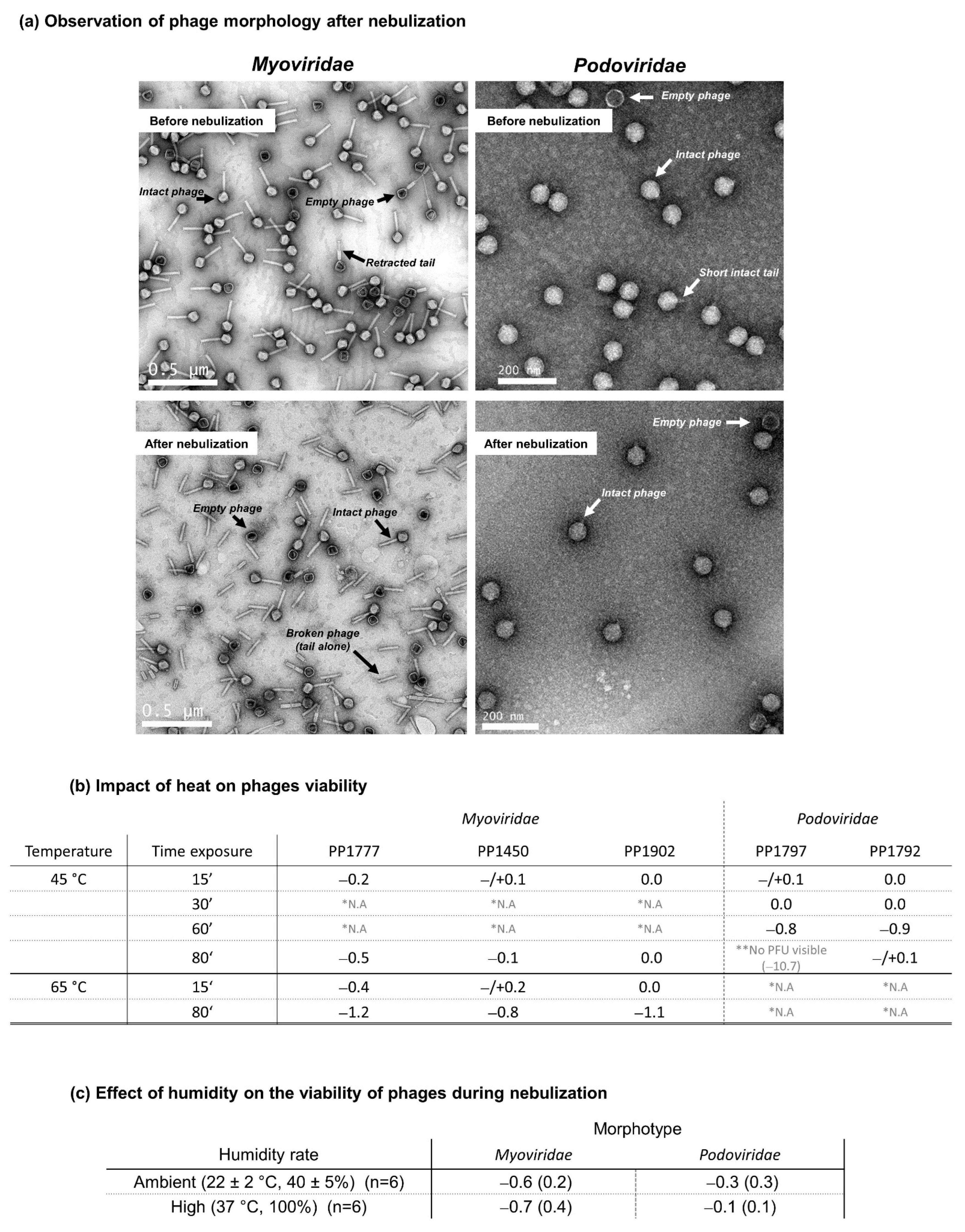 Viruses 15 00602 g006
