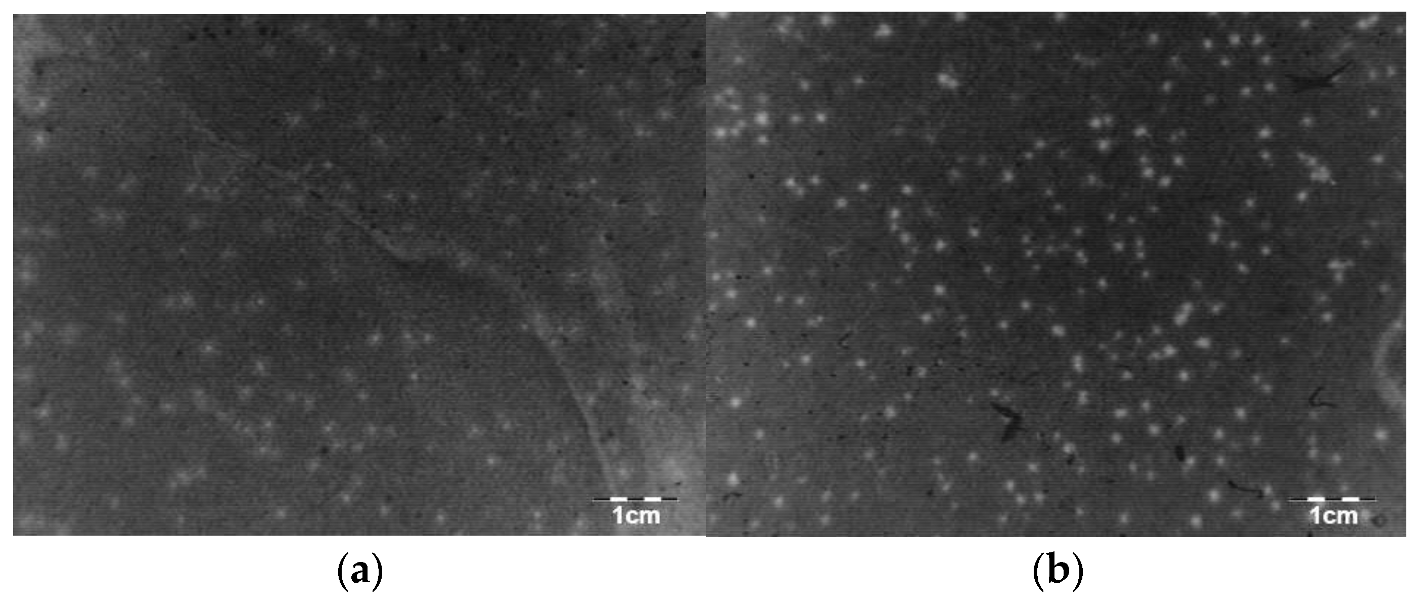 Viruses 15 00628 g001