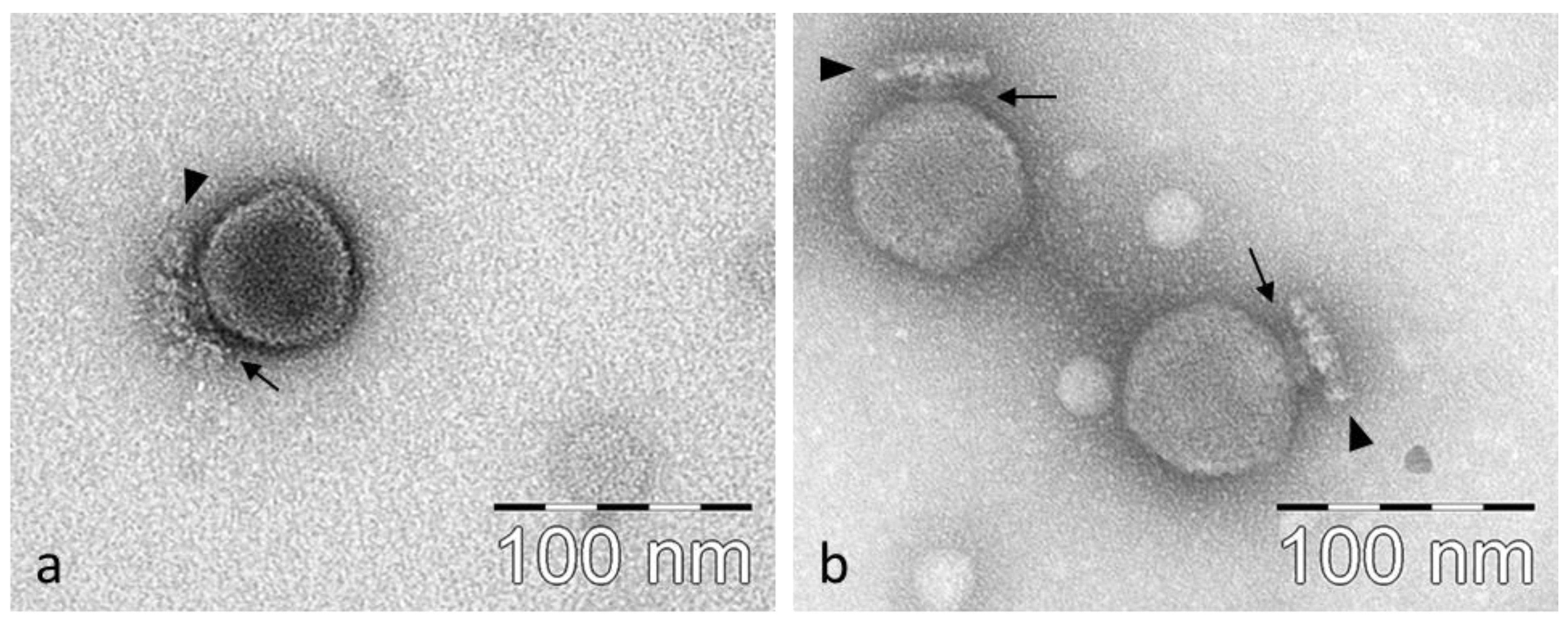 Viruses 15 00628 g002