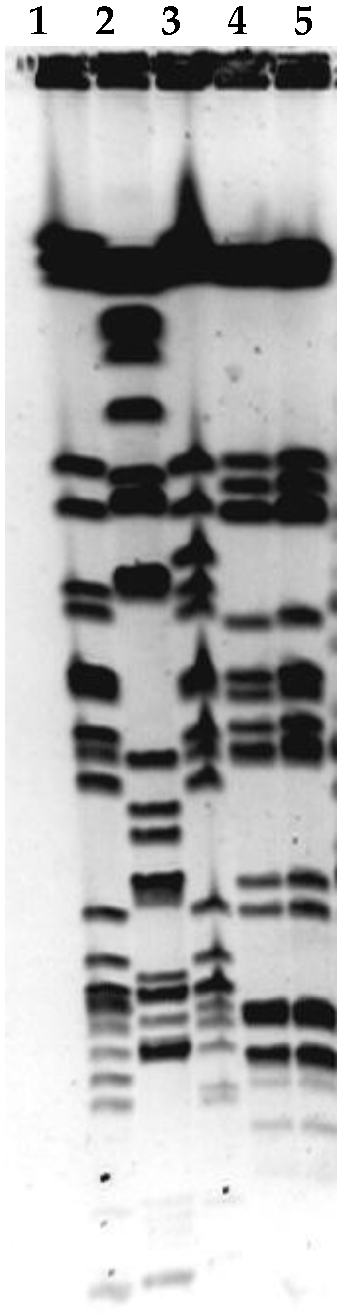 Viruses 15 00628 g003