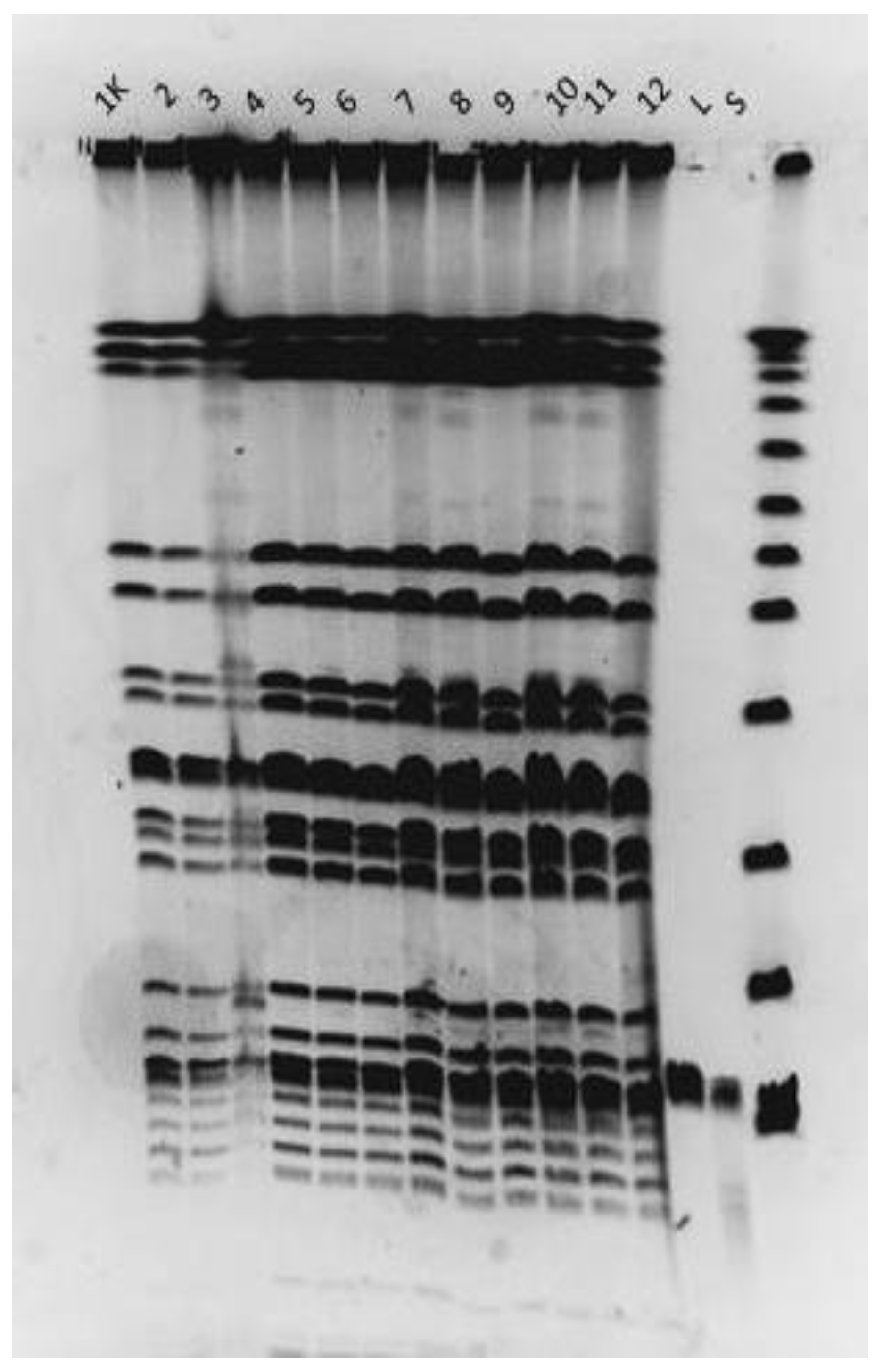 Viruses 15 00628 g011