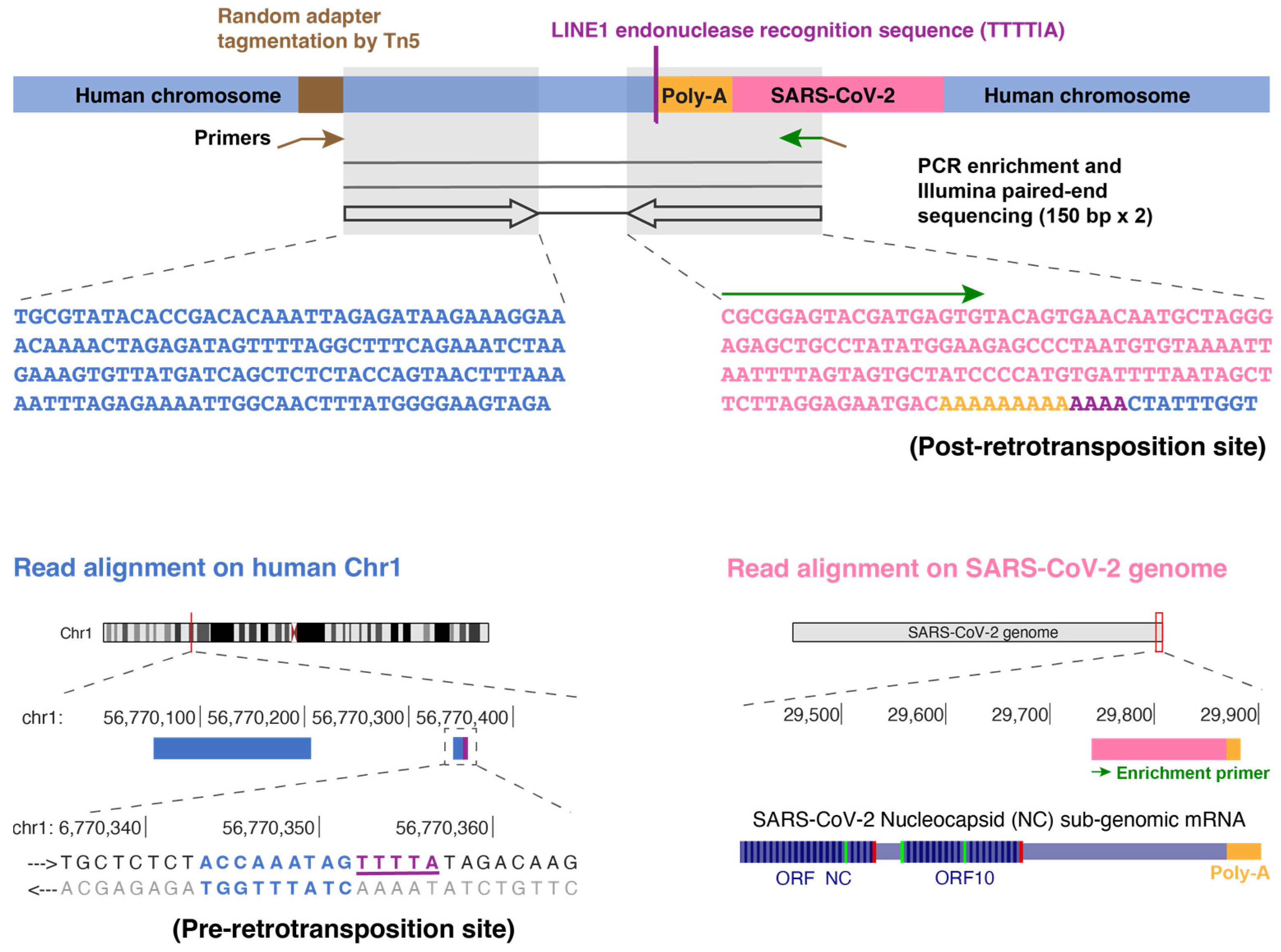 Viruses 15 00629 g001 Viruses 15 00629 g001