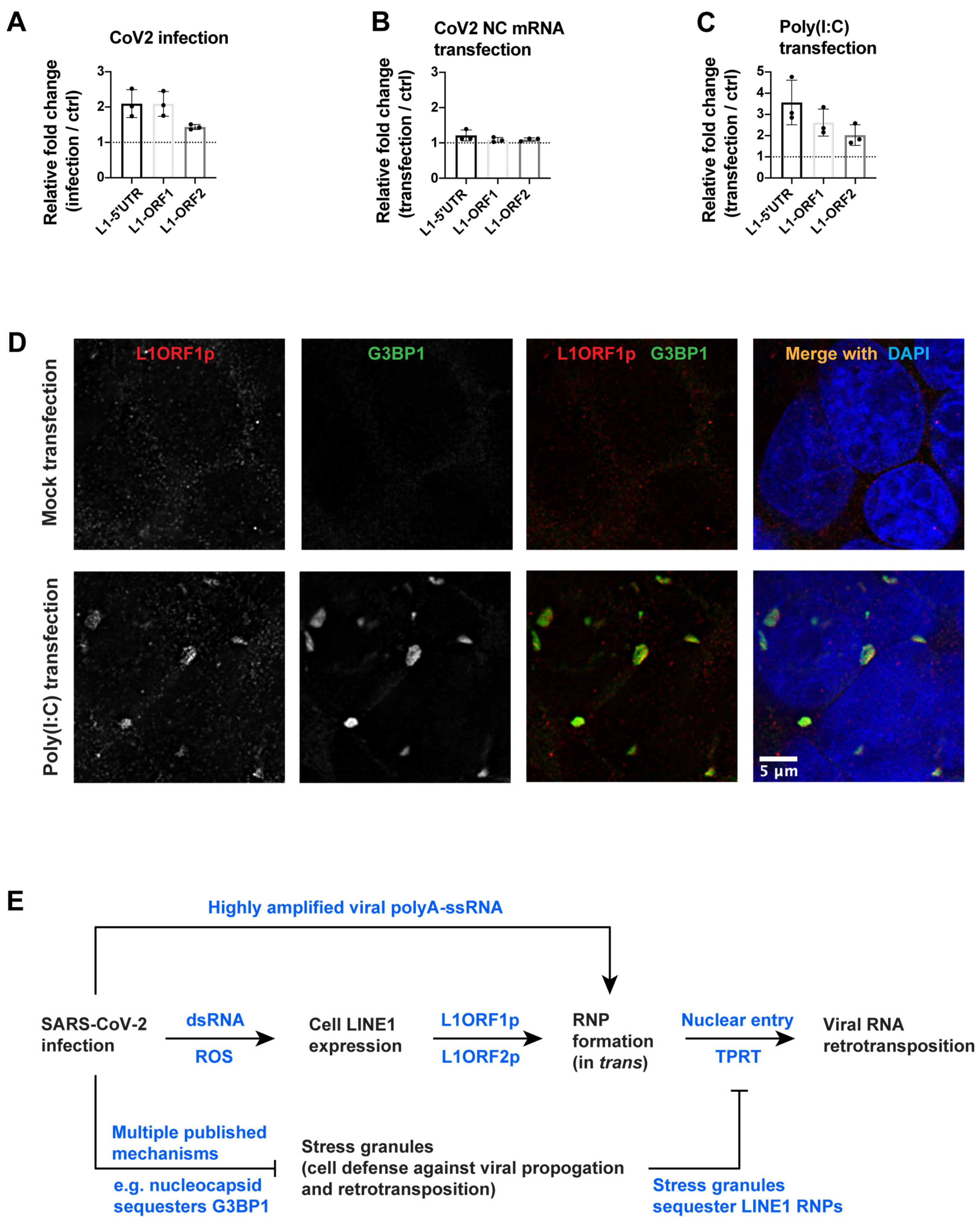 Viruses 15 00629 g003 Viruses 15 00629 g003