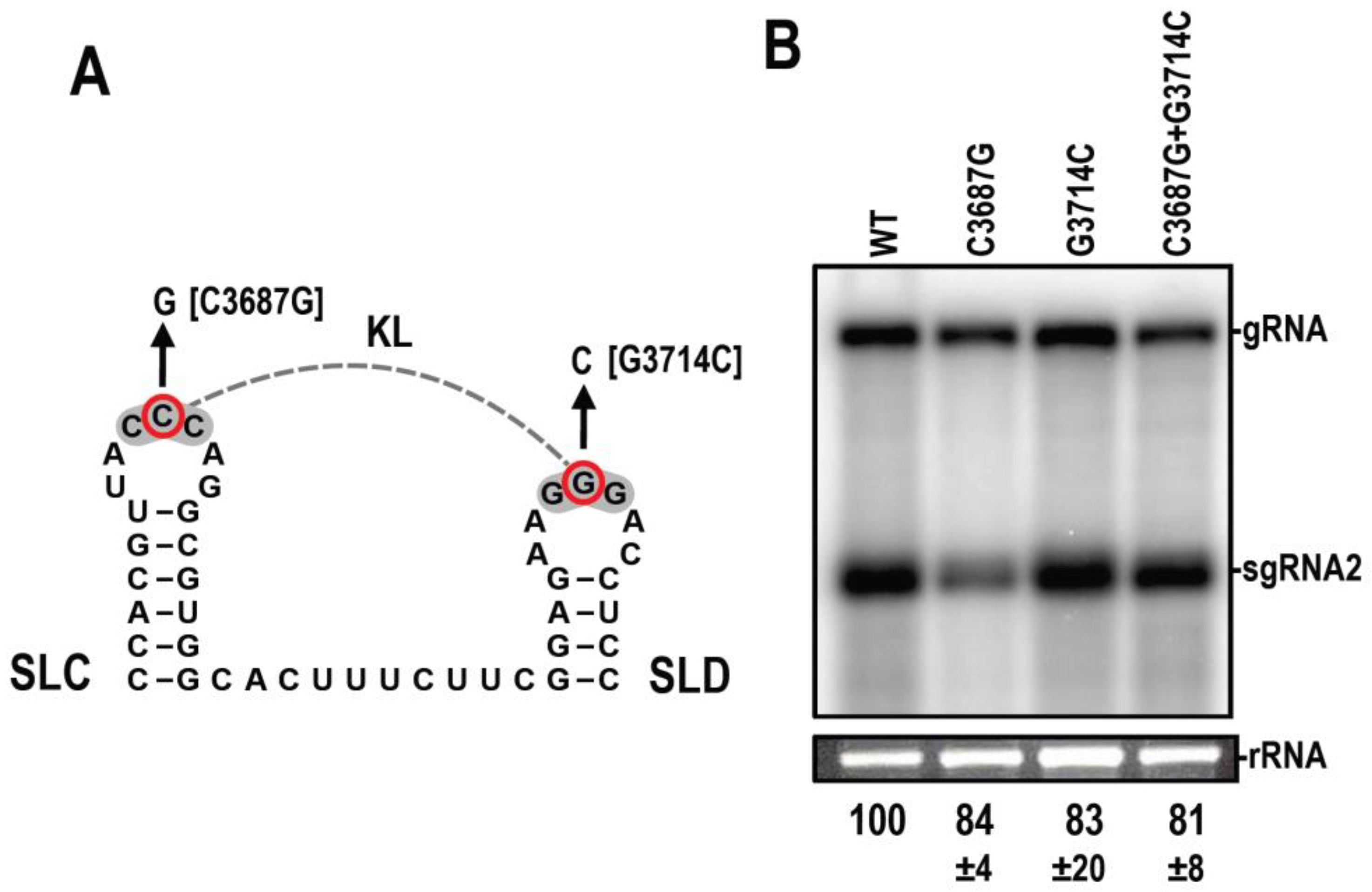 Viruses 15 00638 g007