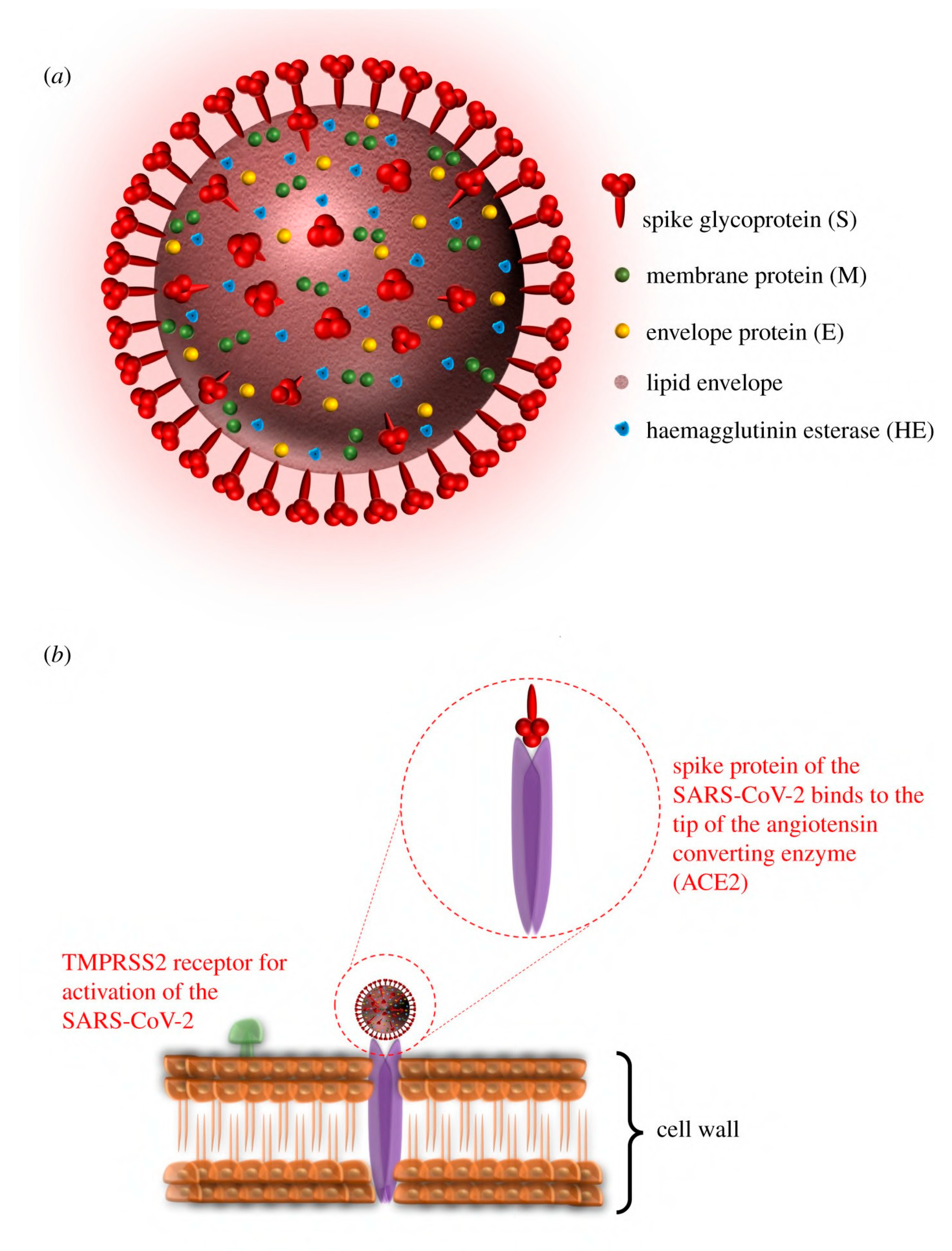 Viruses 15 00640 g001