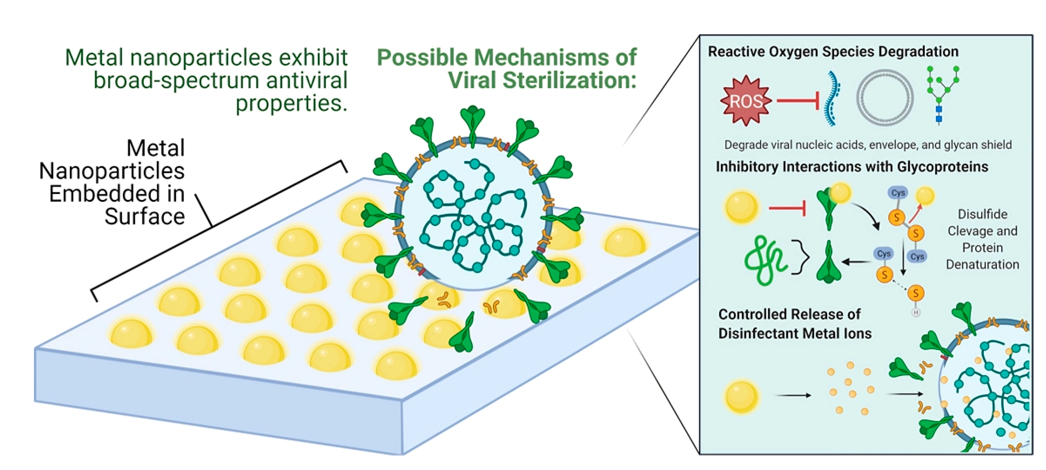 Viruses 15 00640 g005