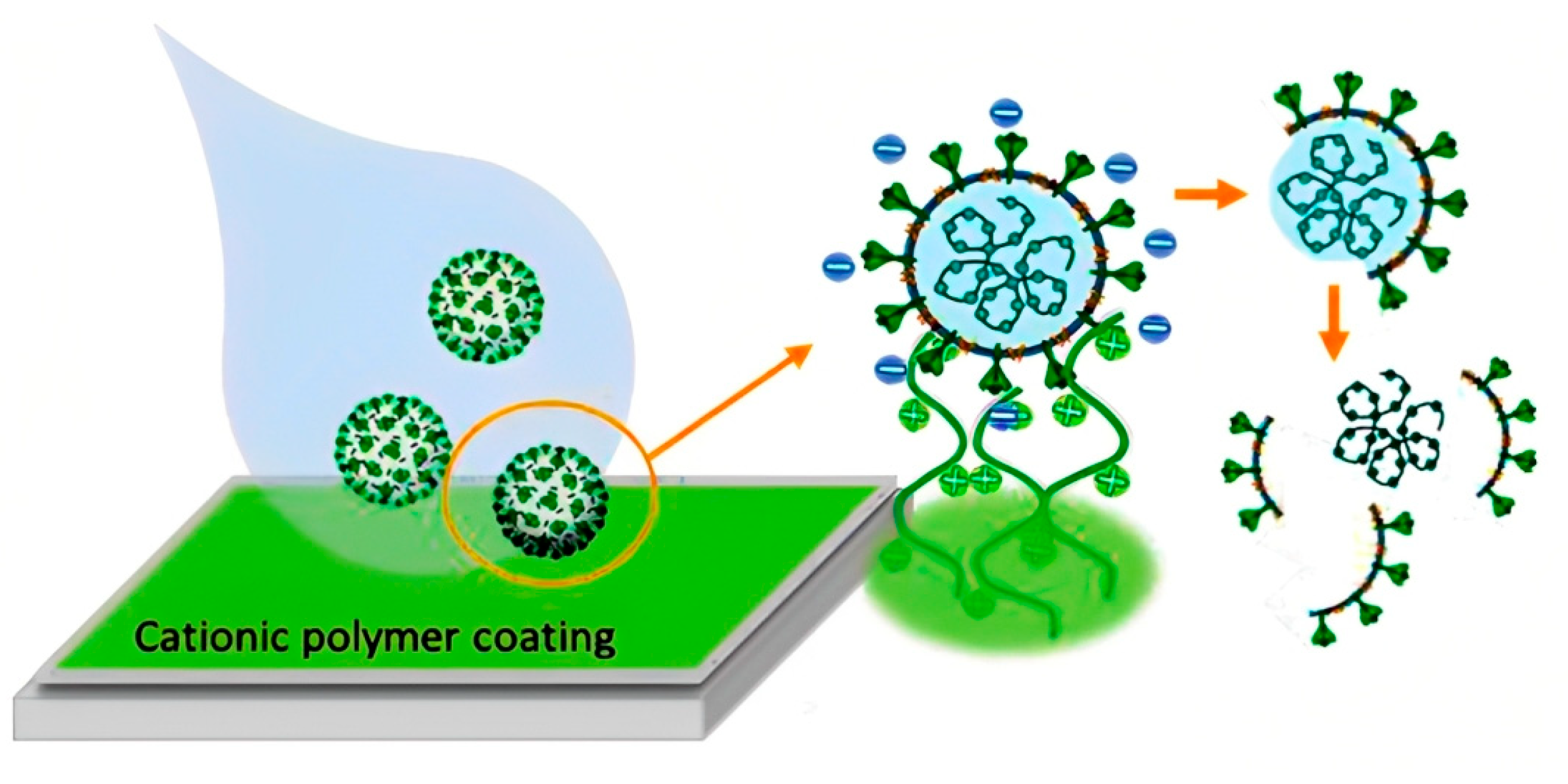 Viruses 15 00640 g006