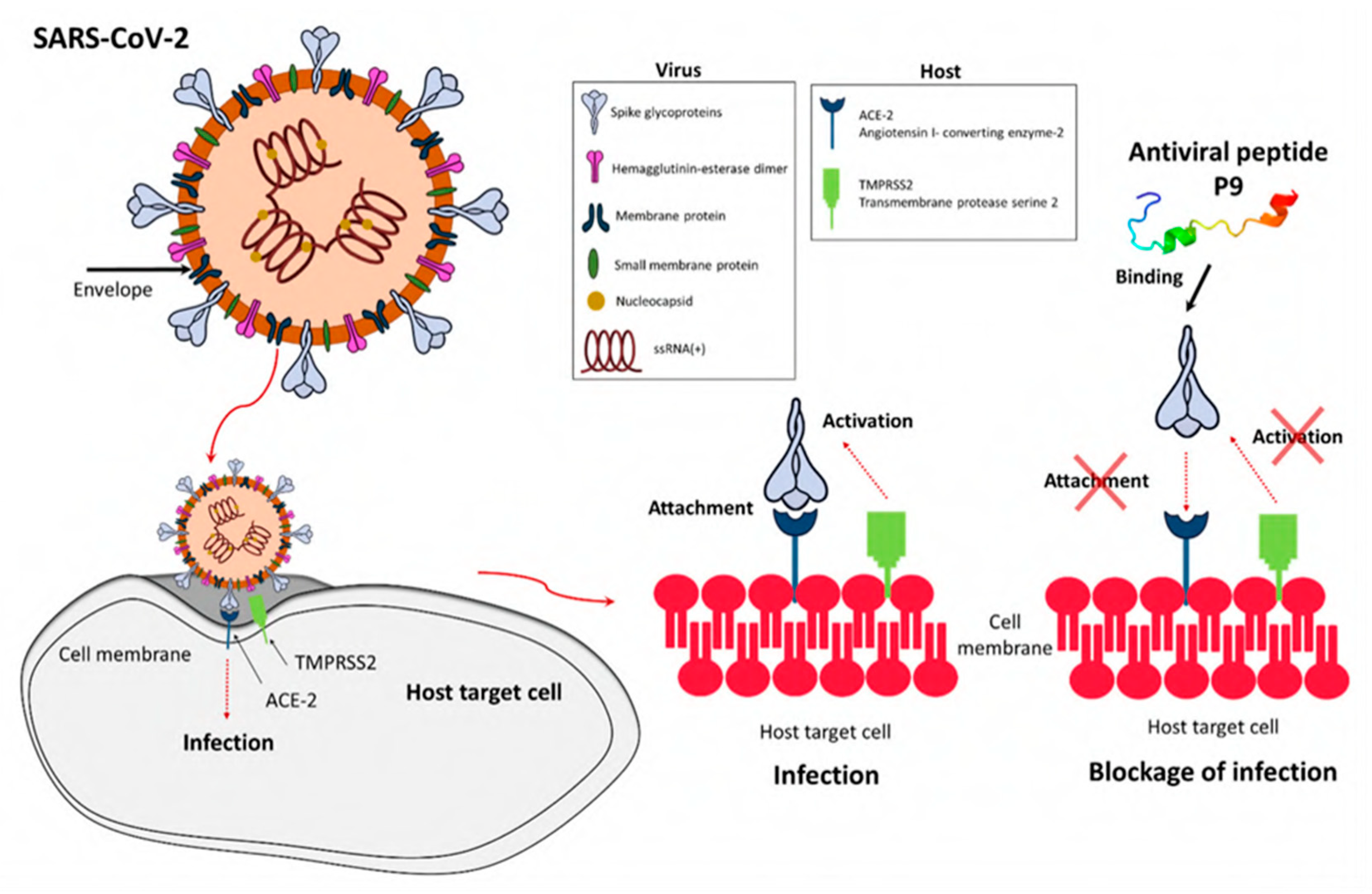 Viruses 15 00640 g009