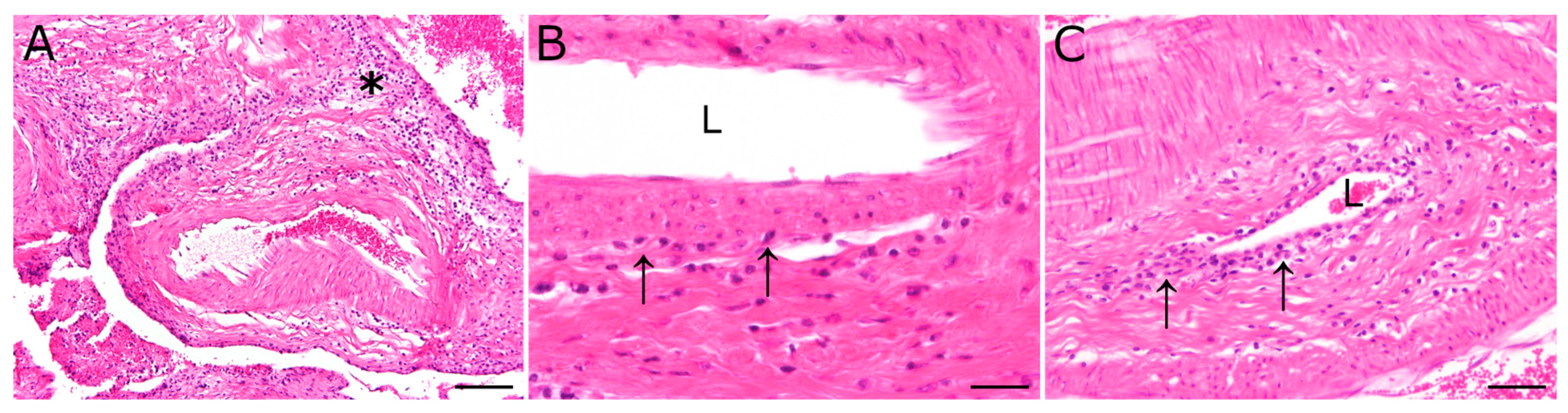 Viruses 15 00649 g001