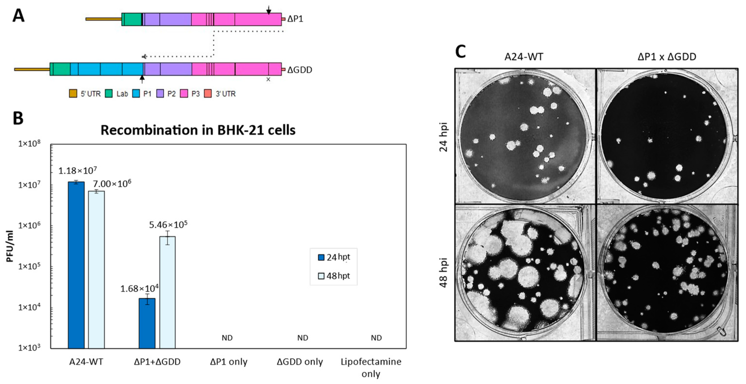 Viruses 15 00670 g002