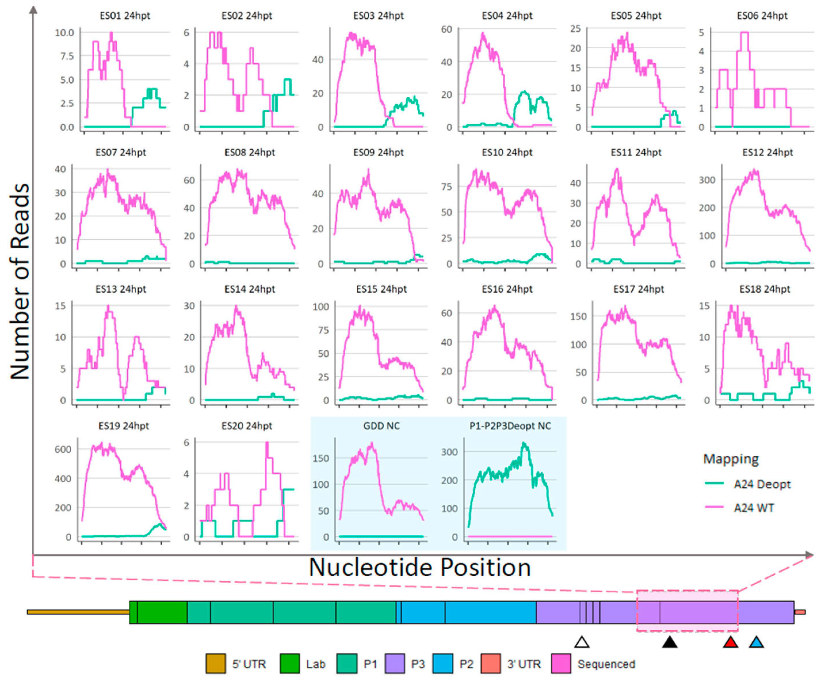 Viruses 15 00670 g005