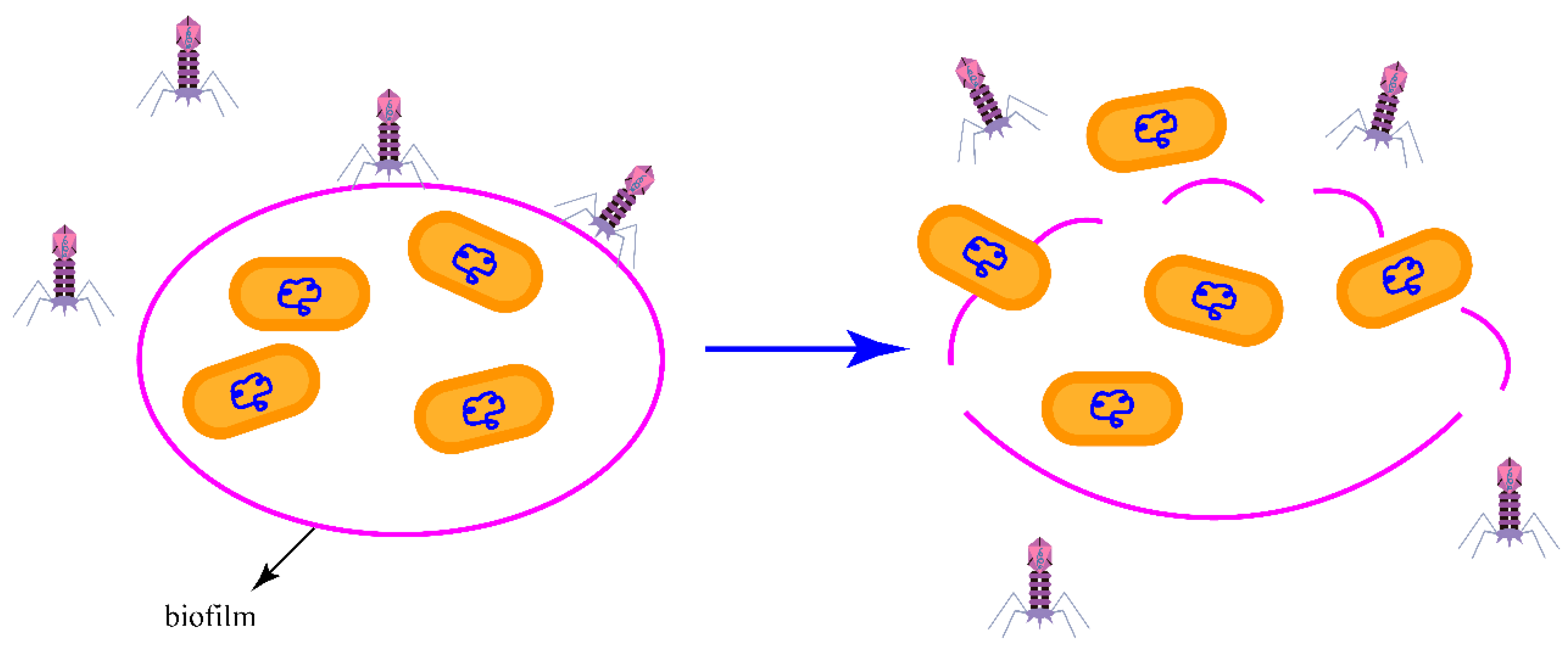 Viruses 15 00673 g004 Viruses 15 00673 g004