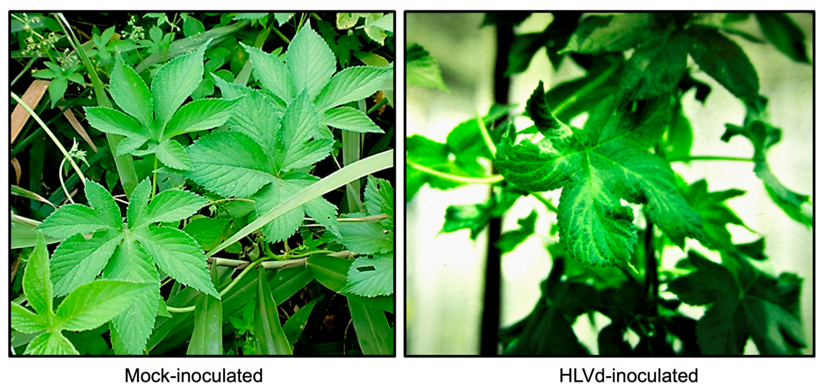 Viruses 15 00681 g001