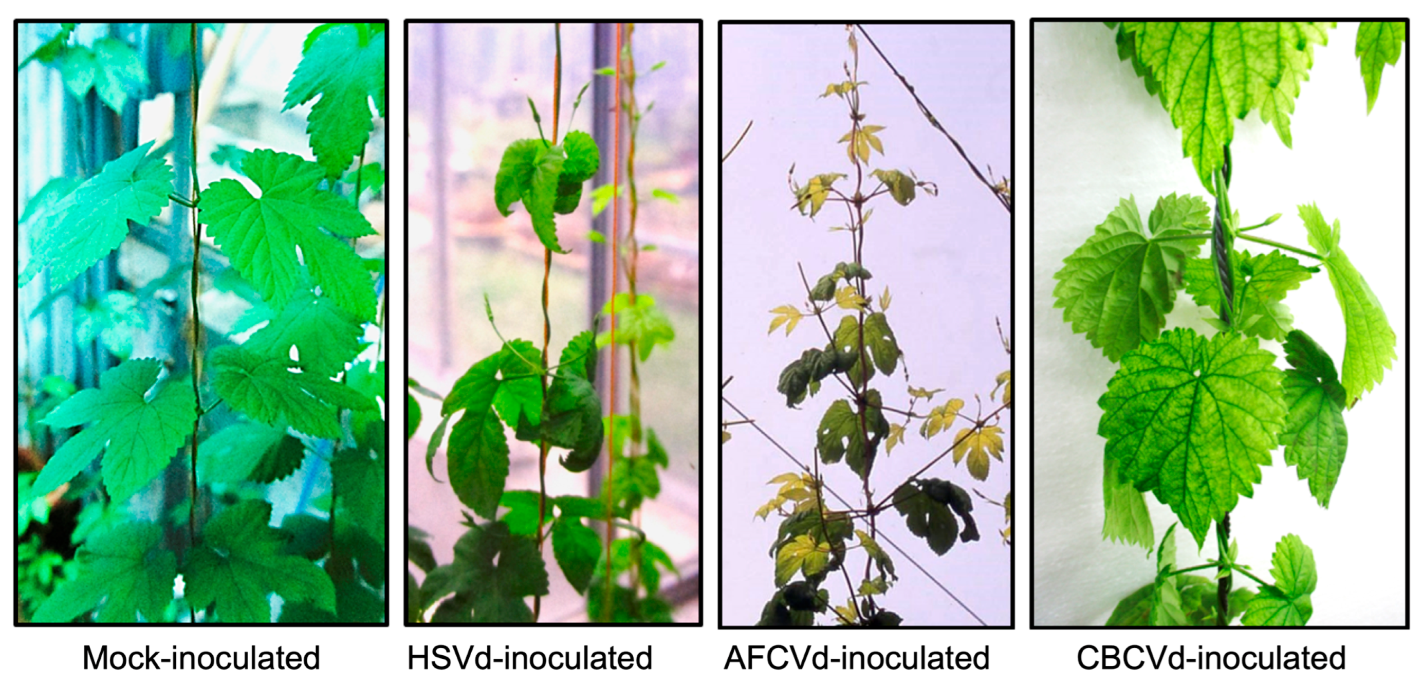 Viruses 15 00681 g004