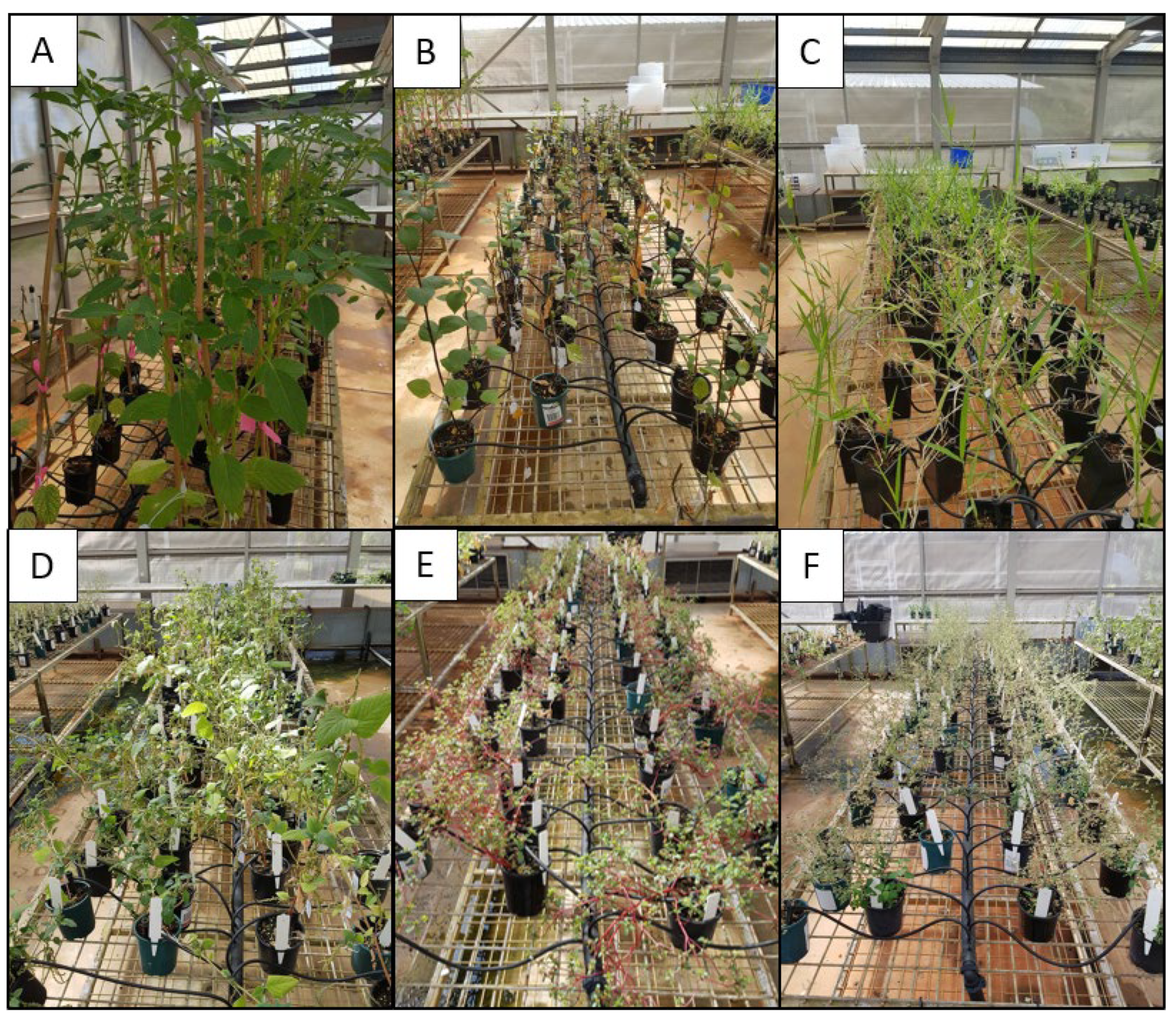 Viruses 15 00683 g001