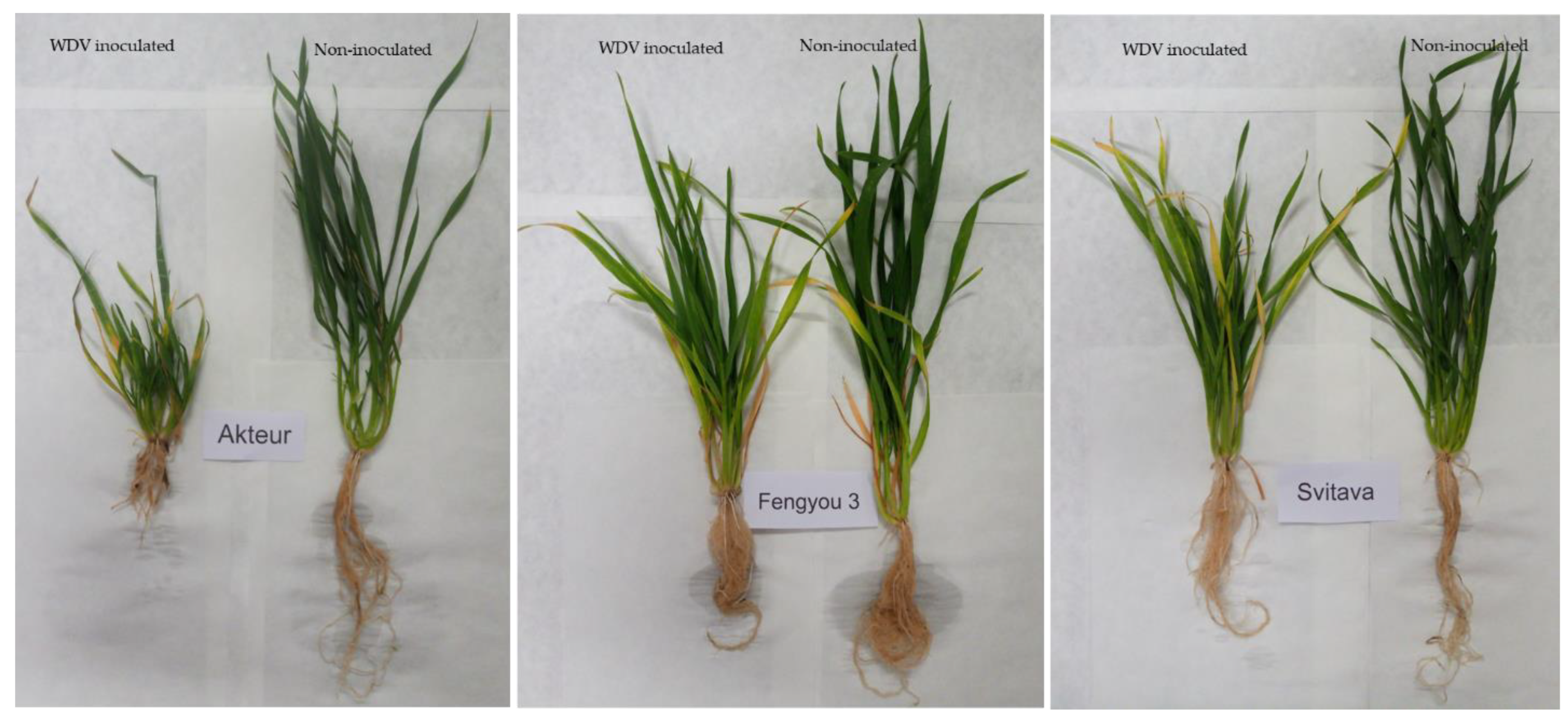 Viruses 15 00689 g001 Viruses 15 00689 g001