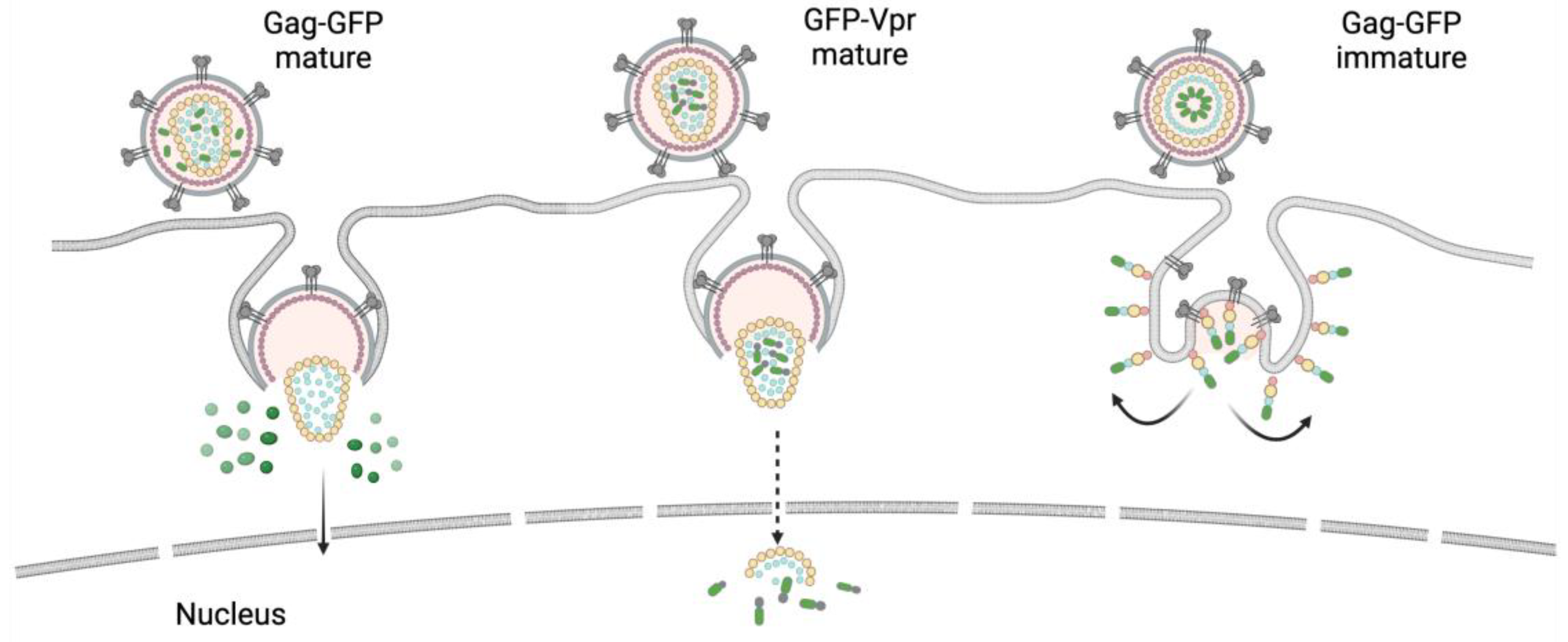 Viruses 15 00690 g002