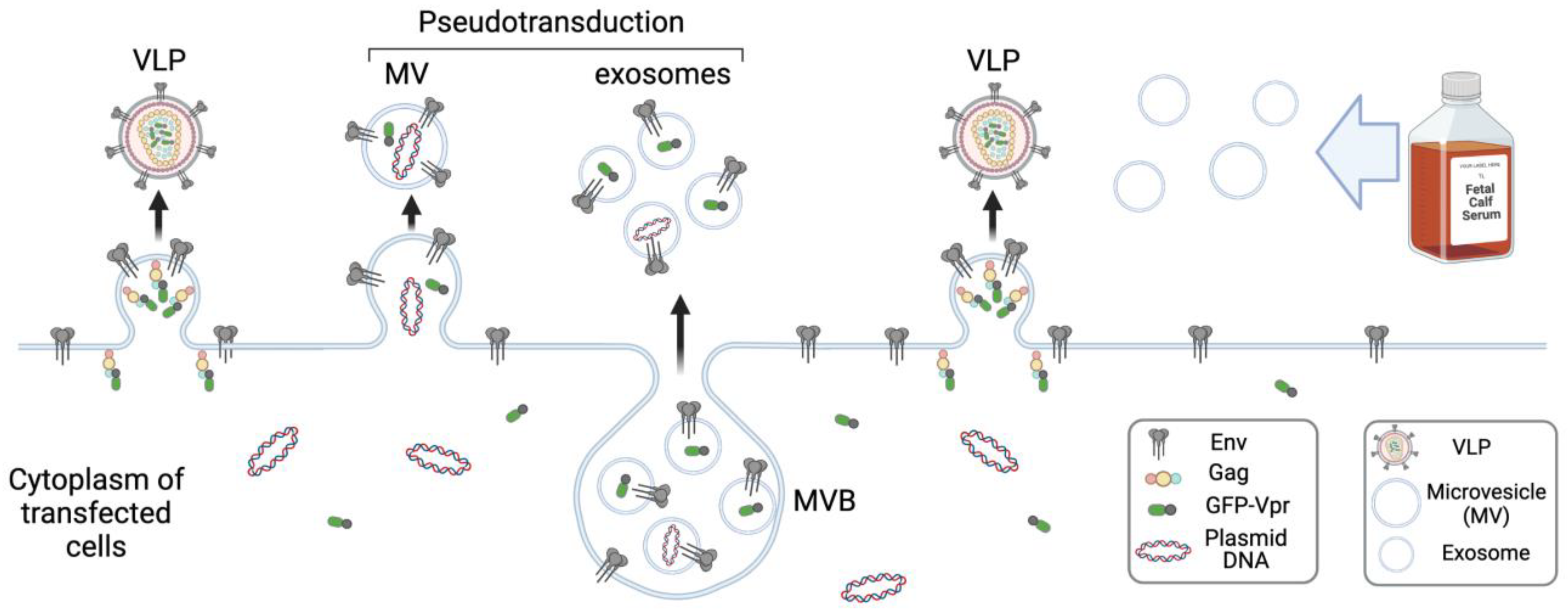 Viruses 15 00690 g003