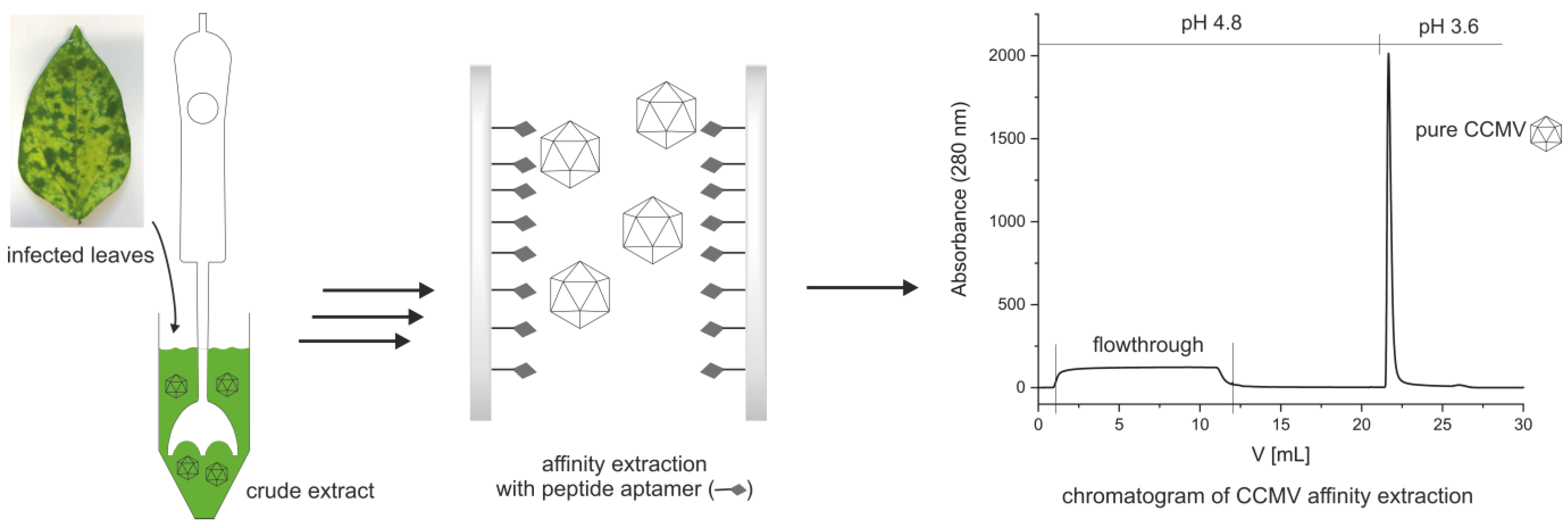 Viruses 15 00697 g002