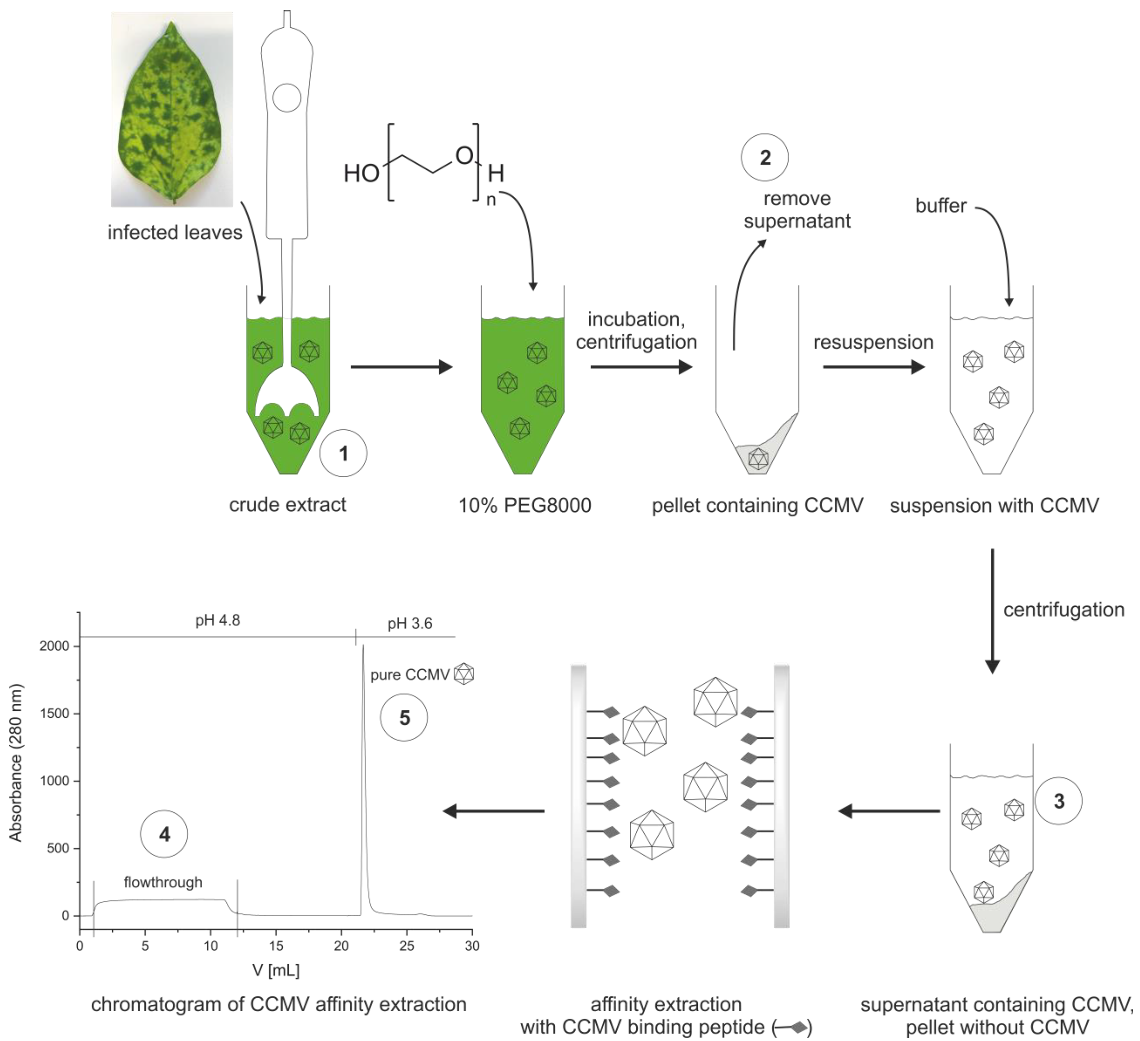 Viruses 15 00697 g007