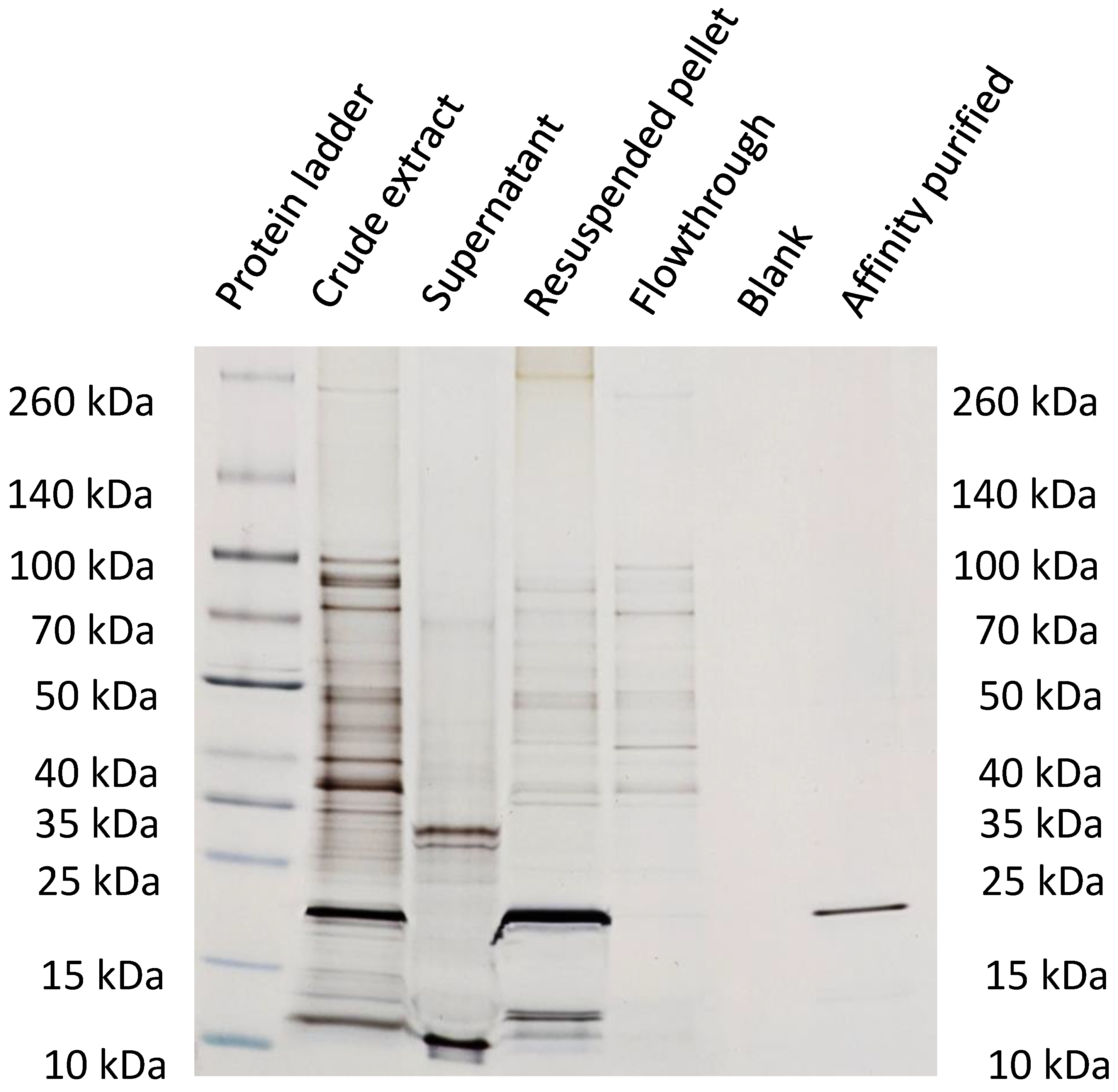 Viruses 15 00697 g008