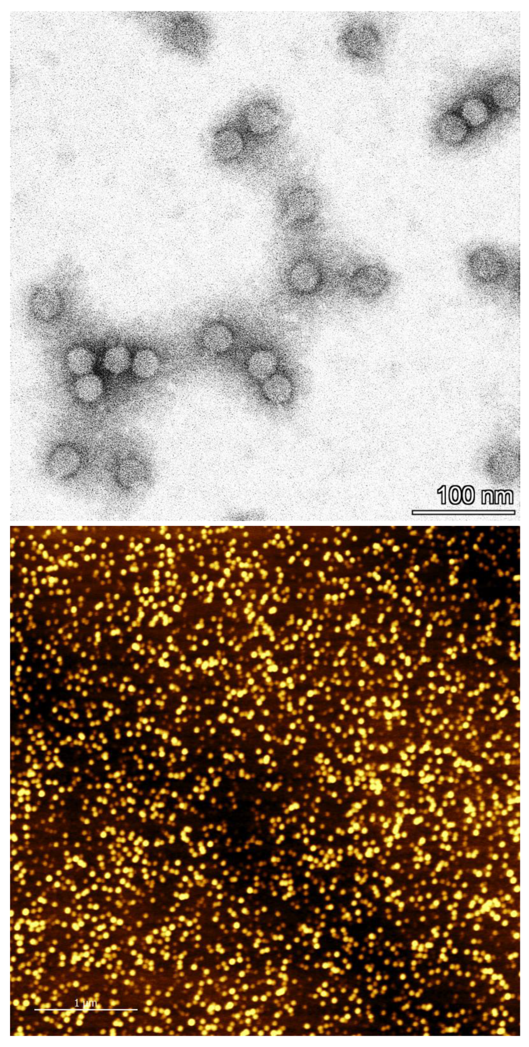 Viruses 15 00697 g012