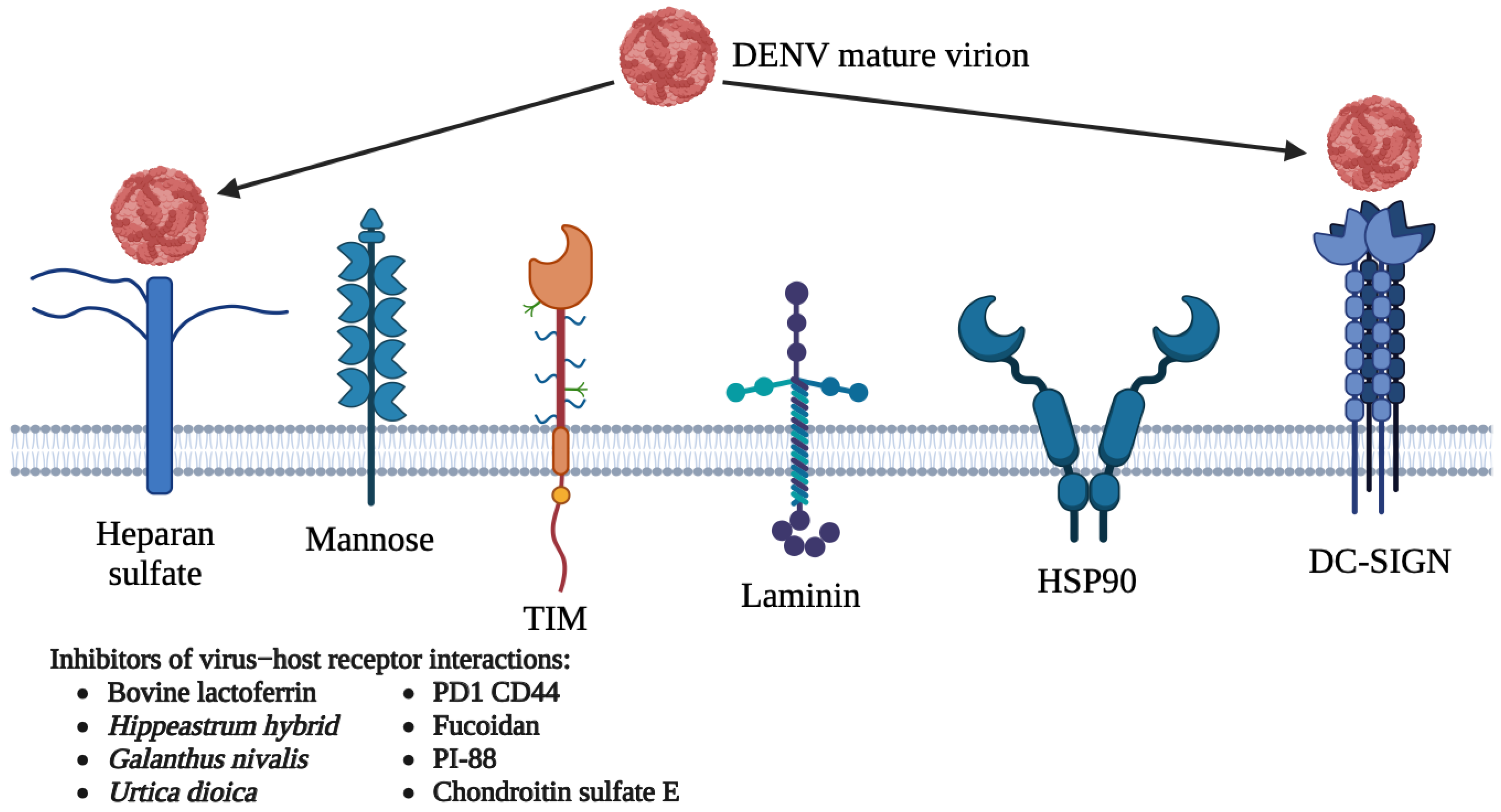 Viruses 15 00705 g003