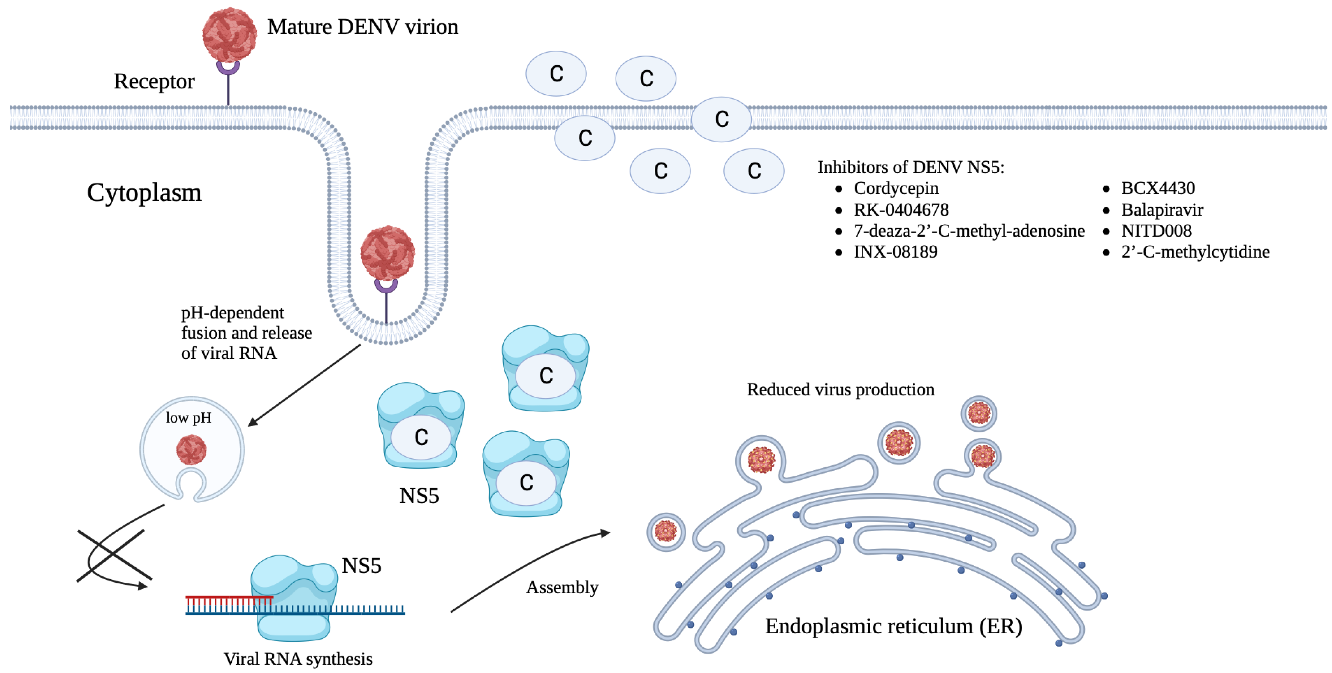 Viruses 15 00705 g004