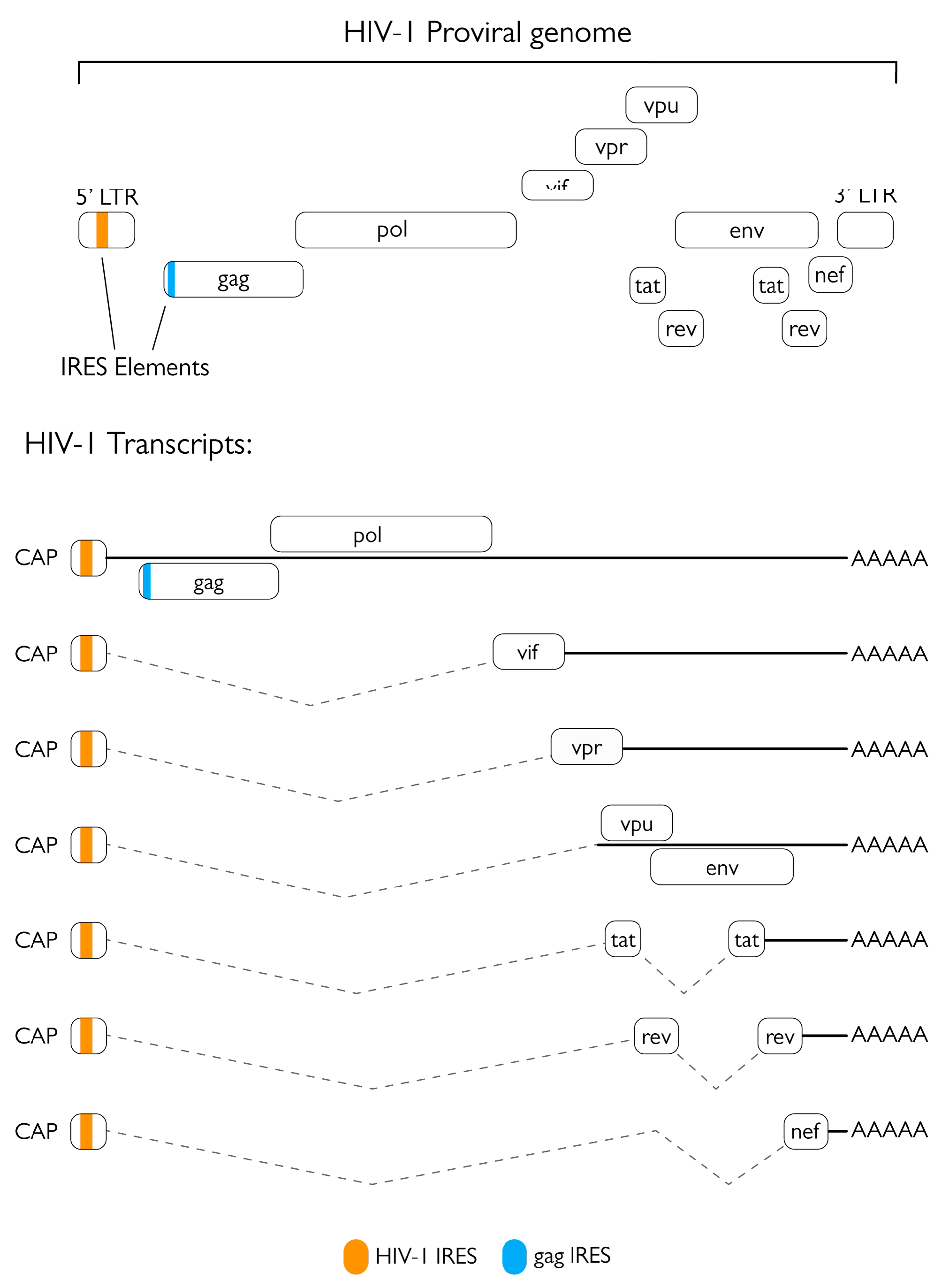 Viruses 15 00712 g001