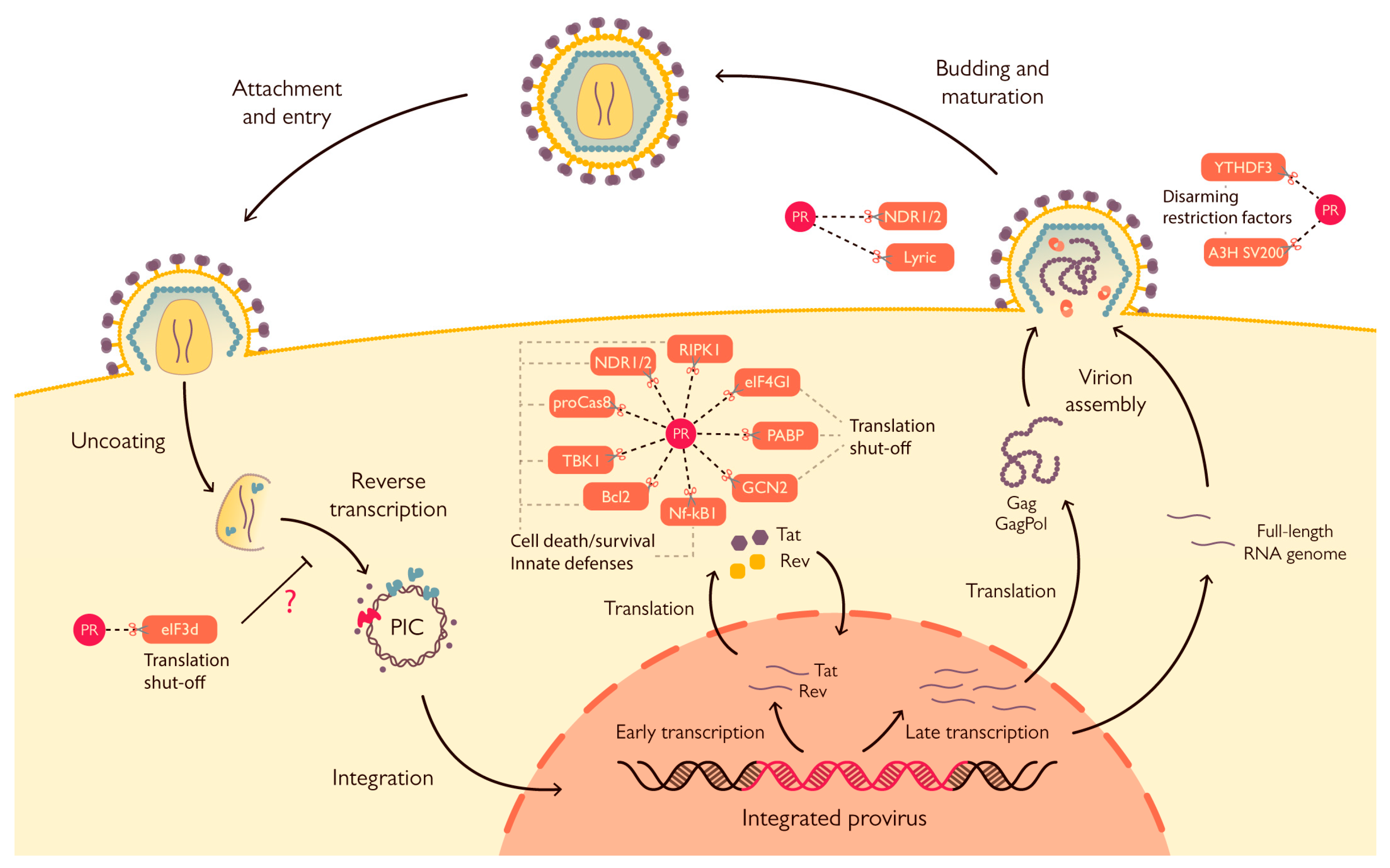 Viruses 15 00712 g002