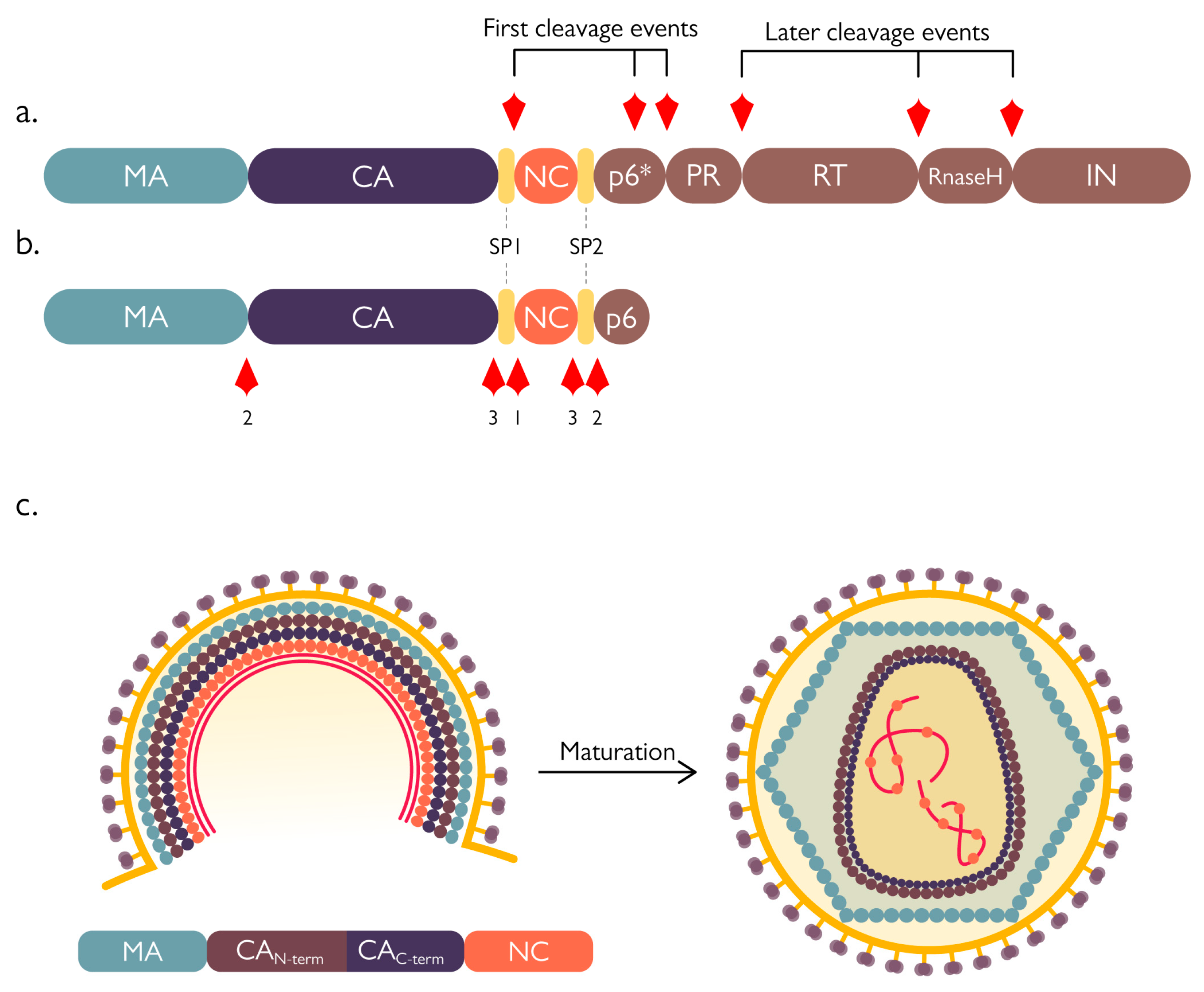 Viruses 15 00712 g004