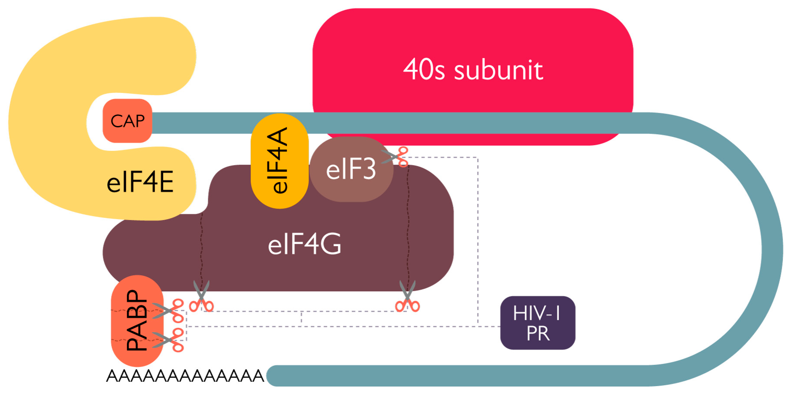 Viruses 15 00712 g006