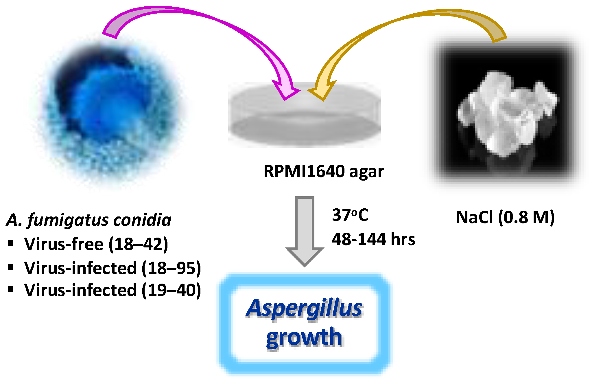 Viruses 15 00718 g001 Viruses 15 00718 g001