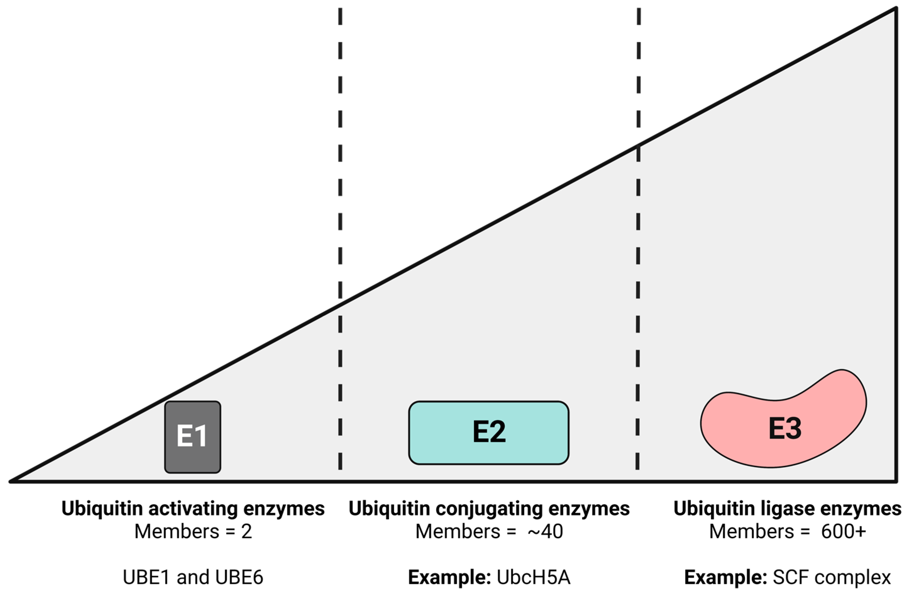 Viruses 15 00730 g001