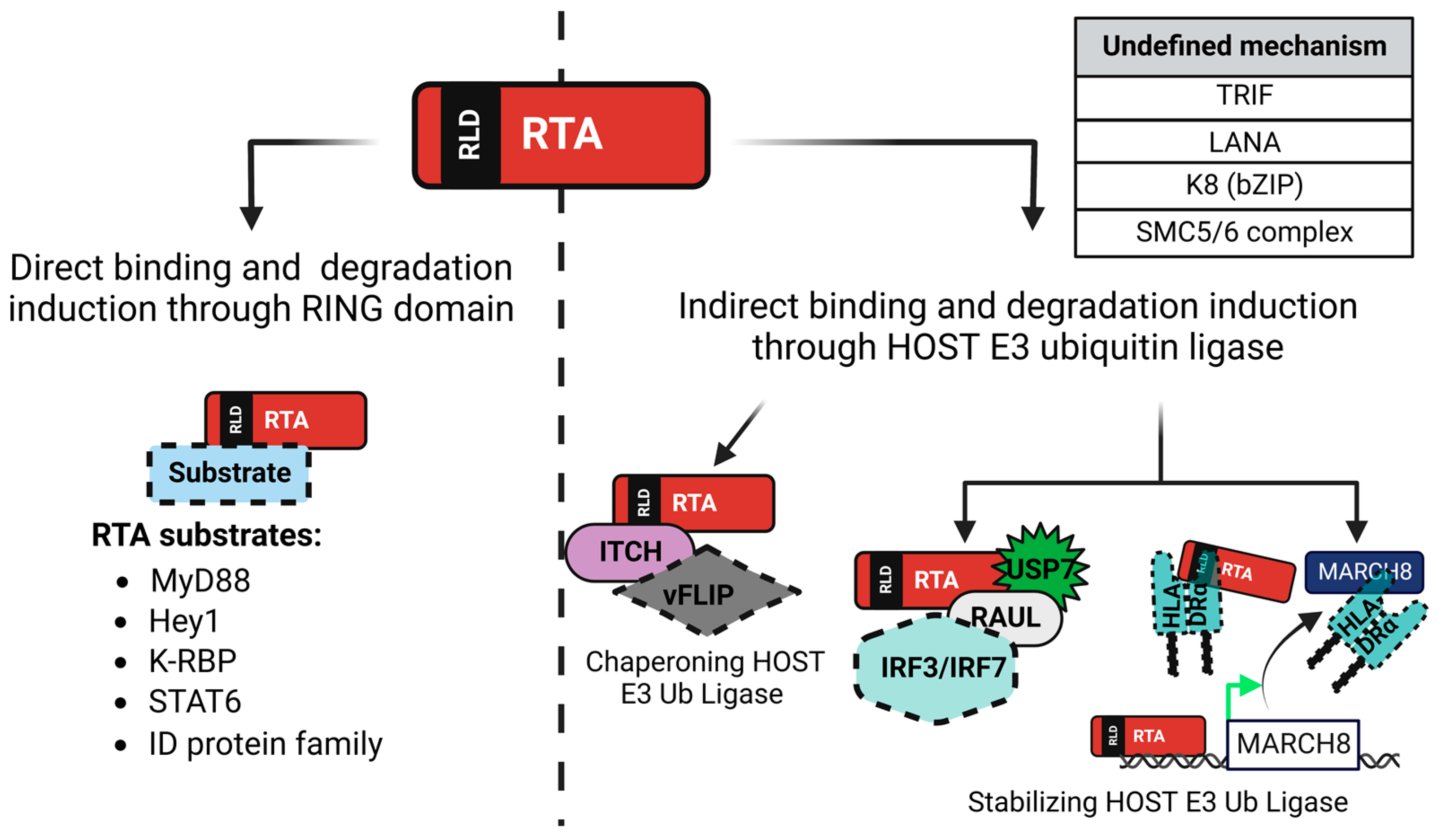 Viruses 15 00730 g004