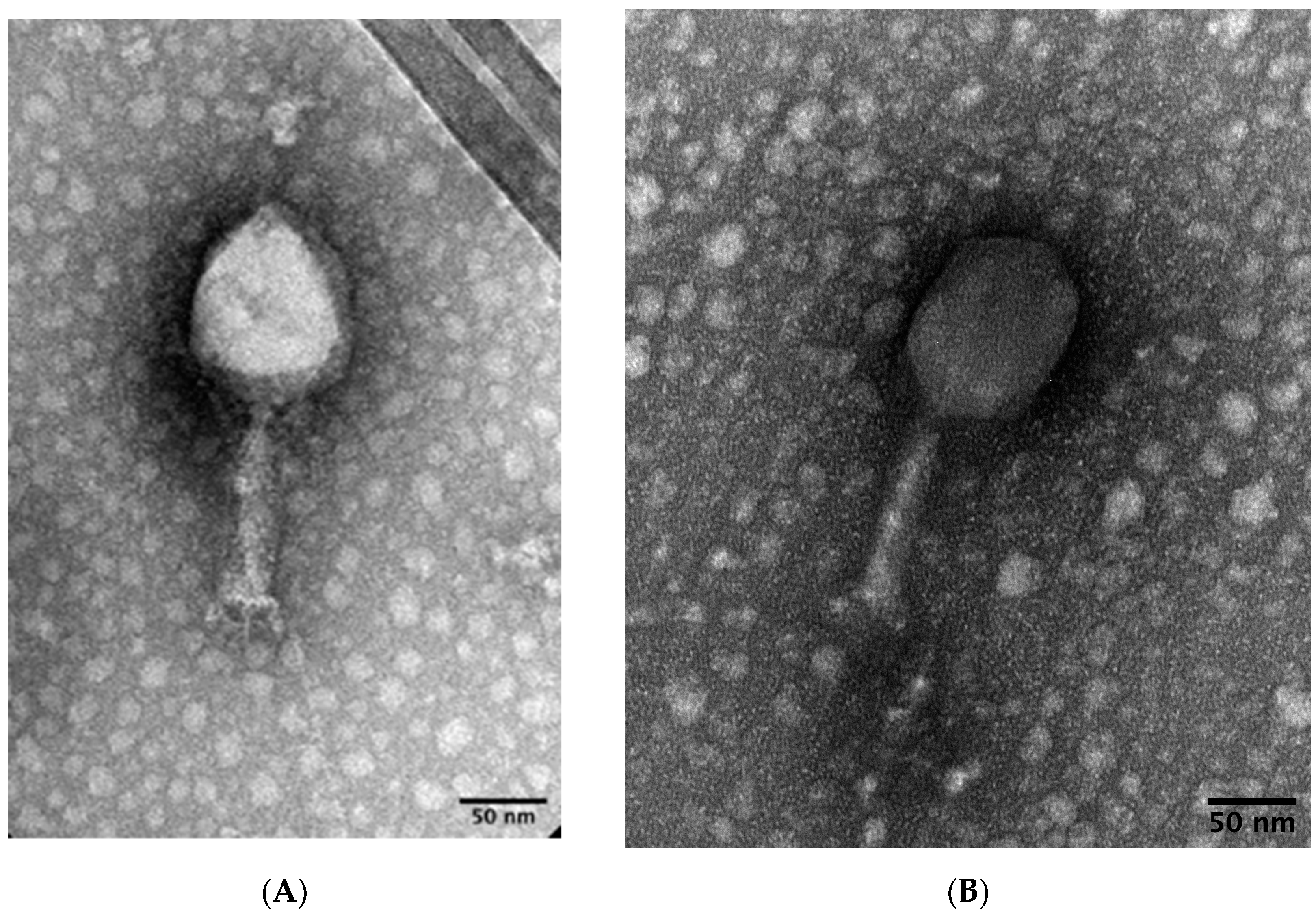 Viruses 15 00739 g001 Viruses 15 00739 g001