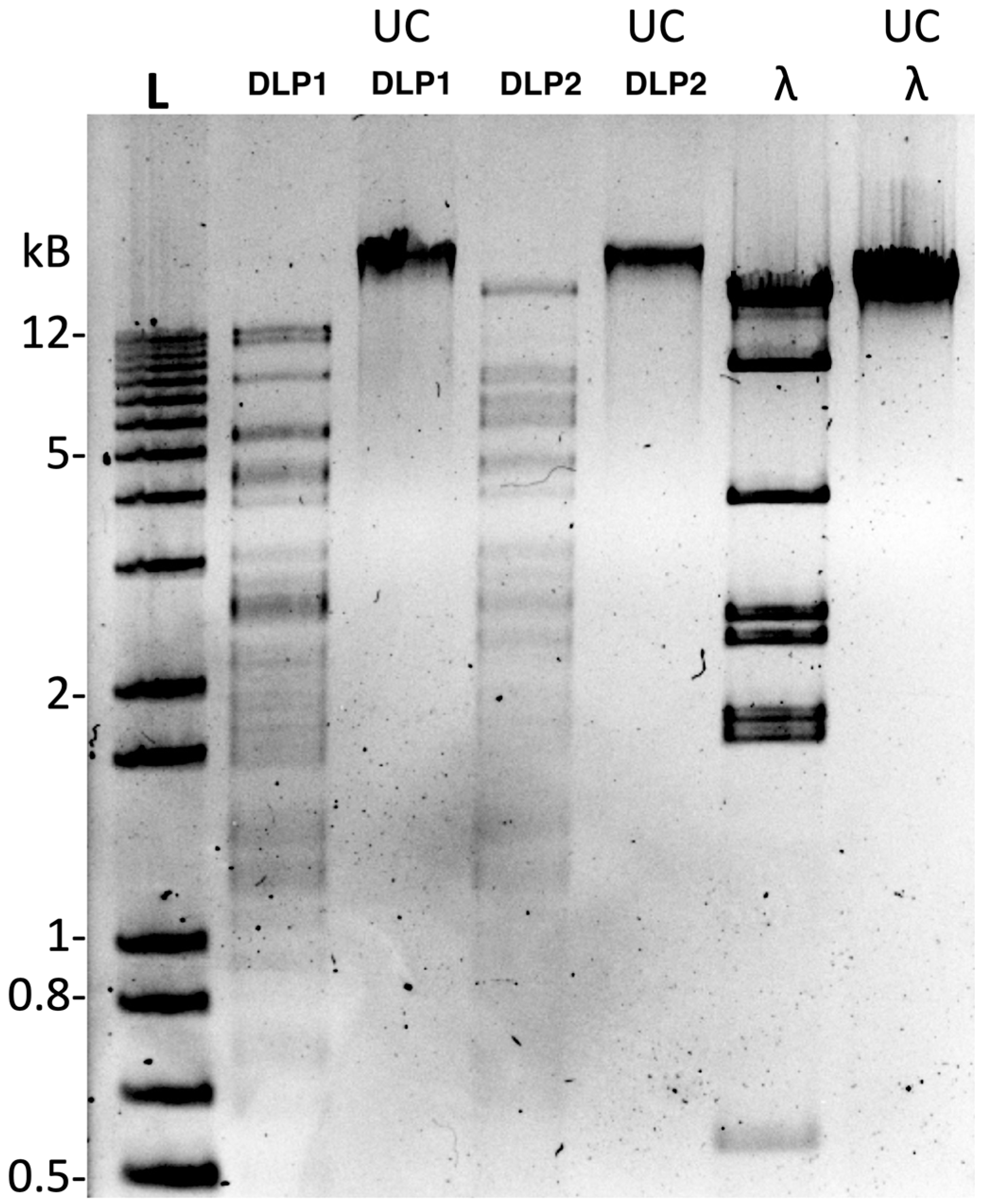 Viruses 15 00739 g008 Viruses 15 00739 g008