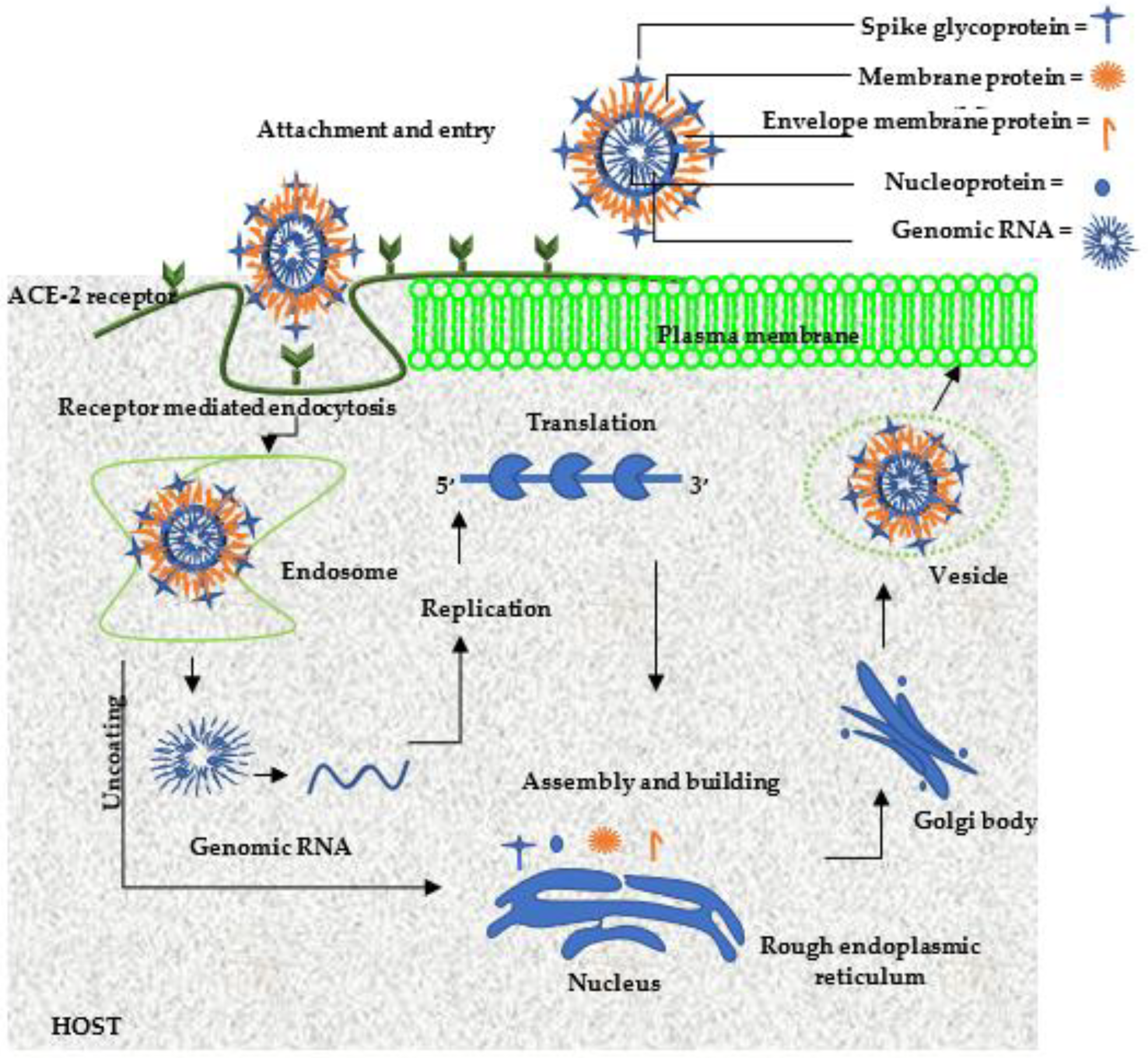 Viruses 15 00741 g003